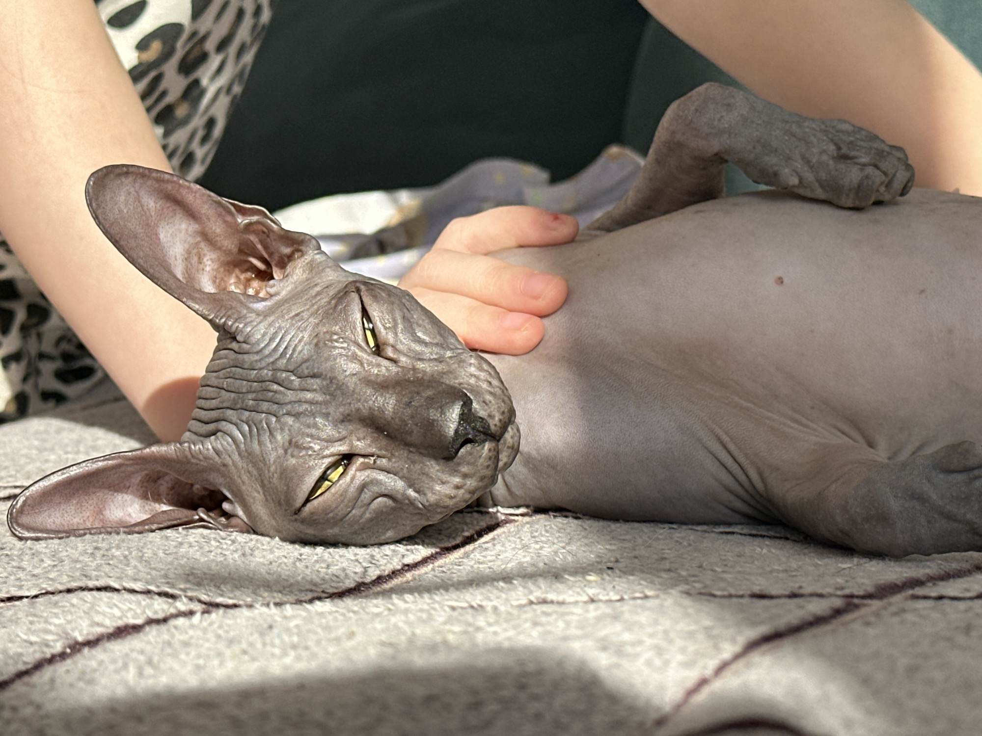 A hairless cat (likely a Sphynx breed) lies on a blanket with a person's hand resting on its side. The cat has yellow eyes and is in a relaxed position. The person is wearing a leopard-print top. The location is Chaikovsky, Russia.