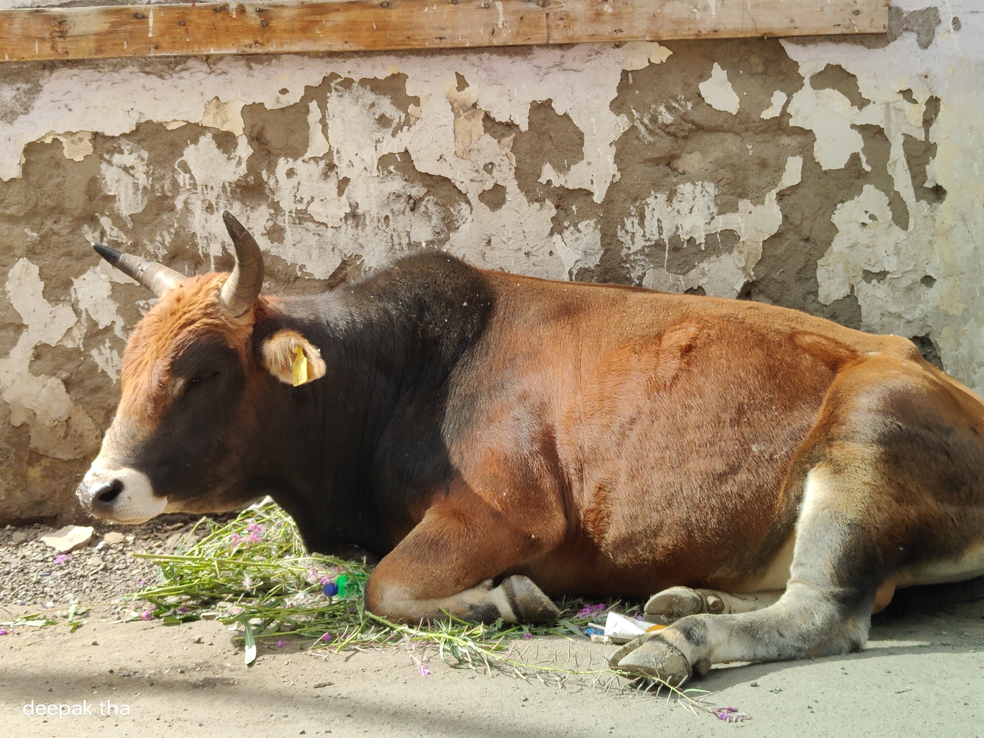 A brown and black cow is lying down on the ground in front of a weathered, peeling stucco wall in Leh, India. The cow's head is facing left, with its eyes closed. It has a yellow tag in its left ear. In front of the cow is a pile of green grass with a few small purple flowers. The ground is a mixture of dirt and gravel. A wooden beam is visible at the top of the wall, and there is a shadow cast on the ground to the right. The watermark "deepak tha" is in the lower left corner of the image.