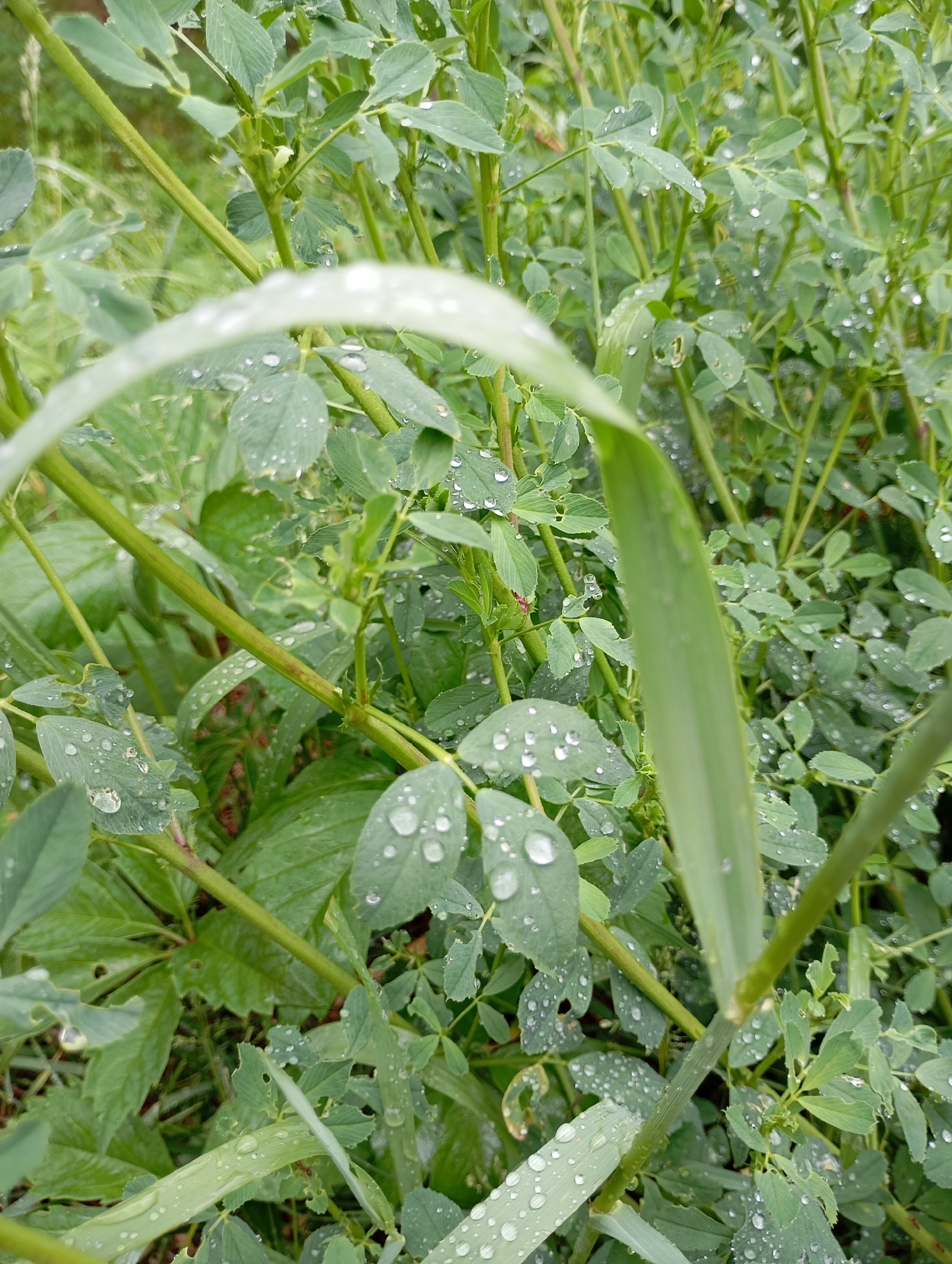 The image depicts a patch of lush green vegetation, seemingly located outdoors. The primary plants appear to be a type of clover or similar leguminous plant, characterized by their small, trifoliate leaves. Blades of grass are also present. Numerous water droplets cling to the surfaces of the leaves and grass, suggesting a recent rainfall or heavy dew. The environment is not identifiable within a specific city.
