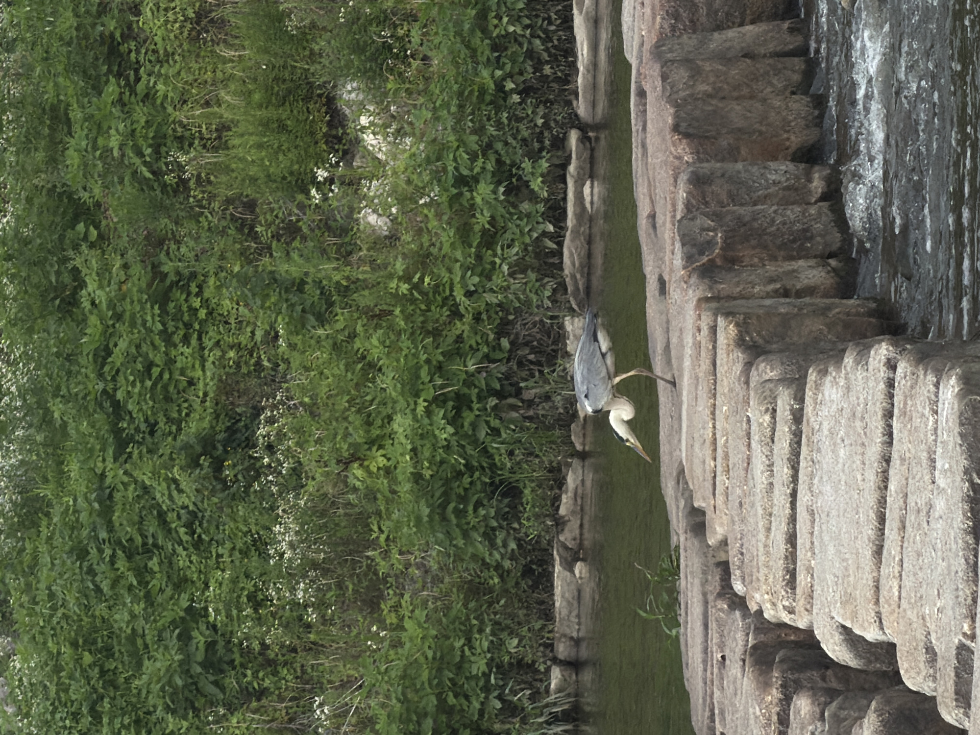 A gray heron stands on a stepping stone path laid across a river. The heron, with its long neck and legs, is partially visible from its head to its tail feathers. It is facing right, with its beak angled down towards the water. The stepping stones are large, rough-hewn rocks, forming a walkway over the flowing river. The river water appears dark and slightly choppy, with white foam visible where it meets the stones. In the background, a dense wall of green foliage, likely trees and bushes, rises from the riverbank. The foliage is lush and varied in shades of green, with some smaller white flowers interspersed. The overall setting appears to be a natural environment within or near the city of Dongducheon-si, South Korea, likely a park or nature reserve.