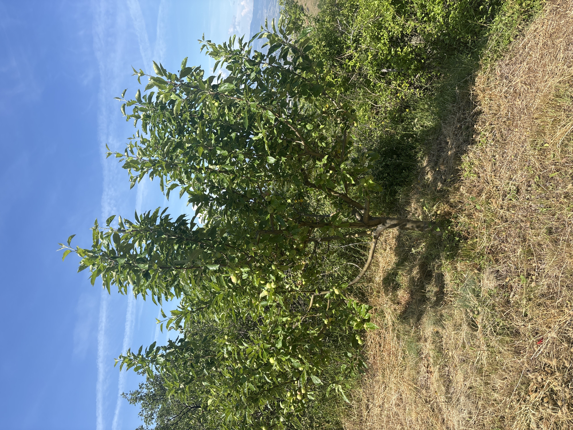 The media file presents an outdoor scene featuring a vibrant green tree, likely an apple tree, heavily laden with small, light green, unripe fruits. The tree dominates the left and central portions of the frame, with its trunk visible towards the bottom center. Its branches extend upwards and outwards, casting a shadow towards the right side of the image.
To the right of the tree, the ground transitions from a strip of lush green grass to a wider area of dry, golden-brown grass, suggesting dry conditions or a change in vegetation type. Behind the tree and to its right, dense, wild green foliage or shrubs form a natural backdrop. Faintly visible in the distant upper background, beyond the foliage, are indistinct hills under a bright sky.
The upper left quadrant of the image is filled with a clear, bright blue sky, marked by several thin, white contrails, indicating fair weather. The strong sunlight suggests it is mid-day or early afternoon. There are no people visible, nor is any specific activity taking place; it is a static landscape shot. No text is present in the image. The setting conveys a rural environment, consistent with the provided location context of Delvino, Bulgaria, during the growing season.