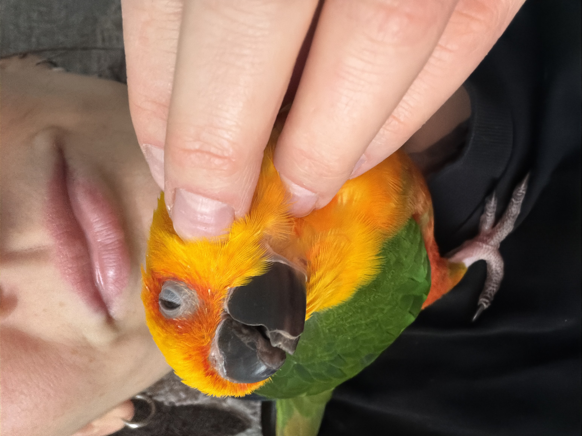 The image presents a close-up view of a human interacting with a Sun Conure parrot in an indoor environment in Khimki, Russia. A partial human face, including the lower nose, mouth with slightly parted, glossy lips, chin, and a visible earlobe with a silver hoop earring, occupies the upper left quadrant. The skin exhibits visible pores and faint freckles. A human hand, with natural, short fingernails, is positioned on the right, with two fingers gently contacting the top and side of the parrot's head.
The parrot, a Sun Conure (Aratinga solstitialis), displays bright orange and yellow plumage on its head and chest, transitioning to green on its wings and back, with hints of red/orange on its lower body. Its left eye is partially closed or obscured by the nictitating membrane, and it has a dark grey or black beak. One of the parrot's pinkish-grey, scaly feet is visible towards the bottom center. The human is wearing a black garment, likely a t-shirt or sweatshirt, visible on the lower left. The background is a uniformly blurred, light grey surface.