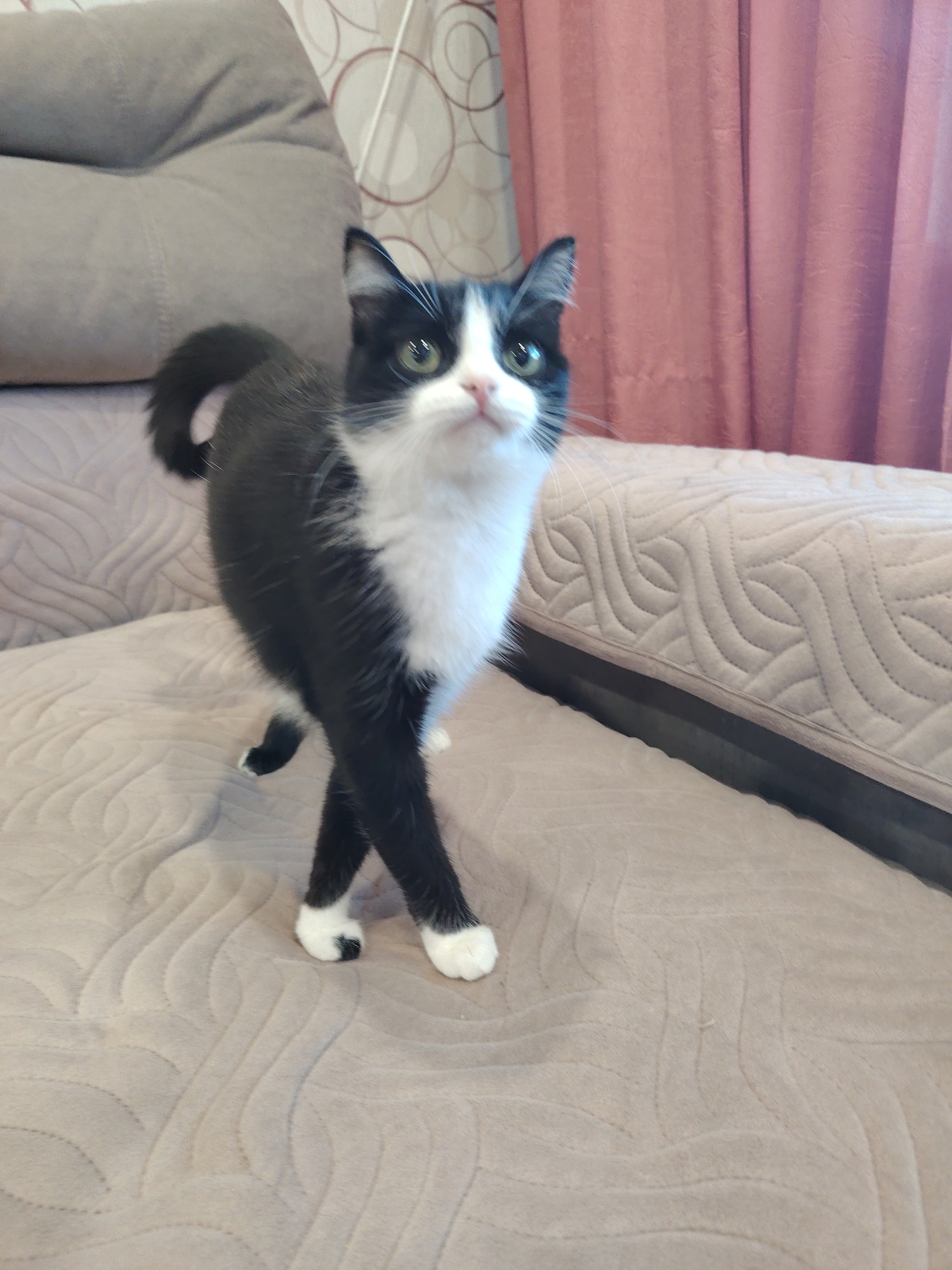 A black and white tuxedo cat stands upright on a quilted, light beige sofa in an indoor setting. The cat has striking green eyes, a small pink nose, and whiskers. Its fur is predominantly black on its back, head, and tail, with a large patch of white covering its chest, belly, and paws. Its front paws are crossed, creating a distinct and slightly humorous pose, while its tail is curled upwards behind it. The cat's head is tilted slightly upwards, and its gaze is directed towards the right side of the frame, giving it an alert and curious expression.
Behind the cat on the sofa, there is a large, solid greyish-taupe cushion. In the background, to the right, muted pink curtains hang, suggesting a window or doorway. To the left, a wall with a subtle, light-colored circular or ring pattern is visible. A thin white wire or rod extends vertically in the upper left portion of the background. The overall lighting suggests it is daytime. There is no visible text.