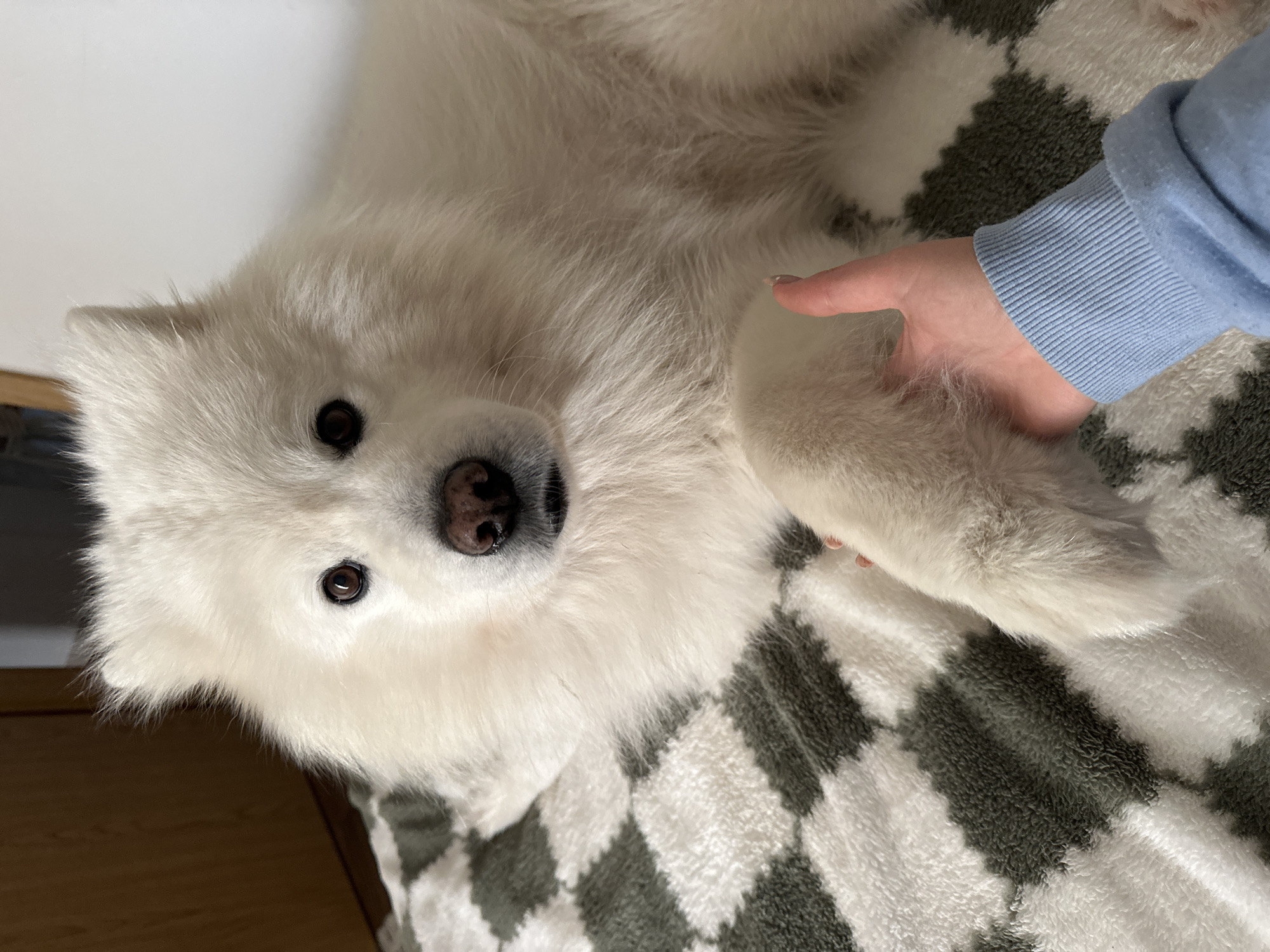 The scene depicts an indoor setting in Šušanj, Montenegro. A large, fluffy white dog, resembling a Samoyed, is positioned centrally, lying on a white and dark green checkered blanket. The dog has dark brown eyes and a black nose, and its body is oriented towards the viewer. A human left hand, with fair skin and a visible fingernail on the index finger, is gently holding or resting on the dog's front right paw. The human hand is partially covered by a light blue long-sleeved garment with a ribbed cuff. In the background, to the left of the dog, a light brown wooden door frame is visible. To the right, a plain white wall forms the background. The lighting suggests an interior space.