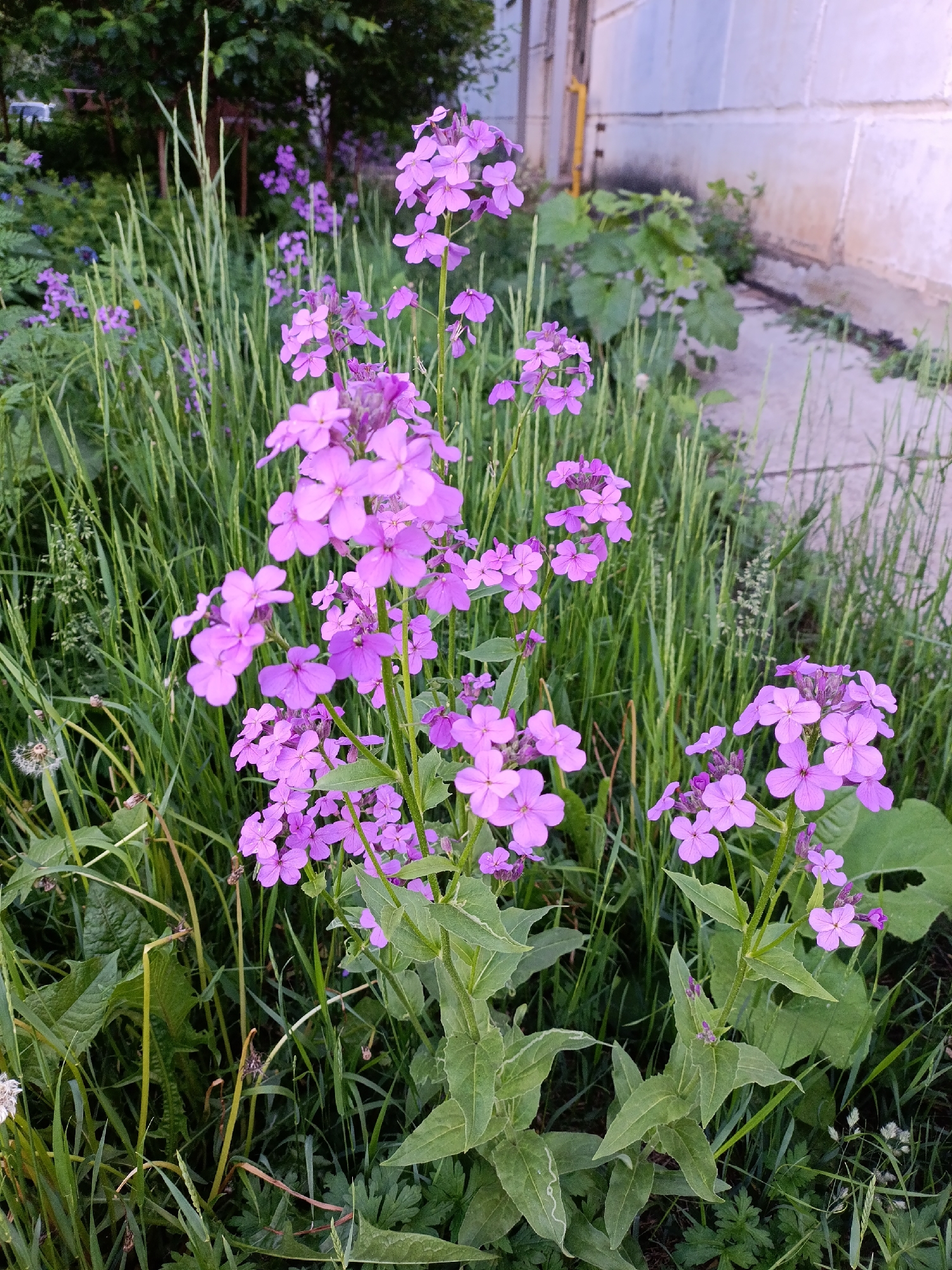 The image displays an outdoor scene characterized by an abundance of vibrant purple flowers and lush green foliage. Several tall stalks of small, four-petaled purple flowers are prominently featured, clustered together in various stages of bloom. These flowers are interspersed with a dense mix of green grasses, some thin and tall, others broader, and larger green leaves belonging to the flowering plants.
In the background, to the right, a light-colored building or wall with a somewhat textured, possibly paneled or stuccoed, surface is visible. A slender yellow pipe runs vertically along this structure. To the left and in the distance, dense dark green trees or shrubs form a natural, blurred backdrop. The ground leading up to the building is a mix of dirt and wild-growing vegetation.
The scene evokes a natural, unmanicured environment, possibly a wild garden, a yard, or an untended strip of land adjacent to a structure. A few white, fluffy dandelion seed heads are noticeable among the grass, suggesting the time of year. The lighting is soft and diffuse, indicating either an overcast day or the gentle light of late afternoon or early evening. No people or visible text are present in the image. The setting is identified as Chaikovsky, Russia, showcasing a slice of its natural flora in an urban or suburban context.