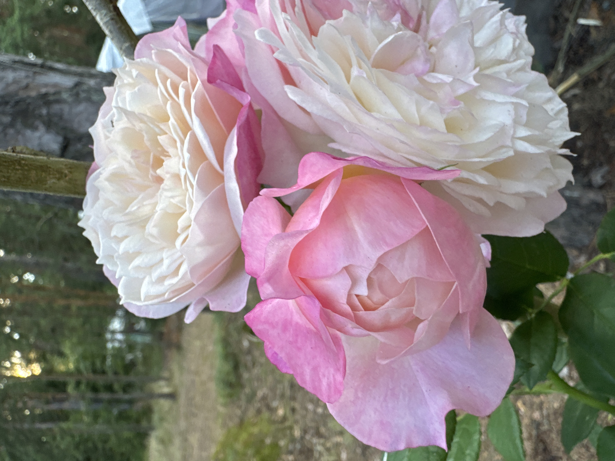 A close-up, eye-level shot showcases a cluster of three light pink and white roses against a blurred outdoor background of trees and foliage. The roses, with their layered petals, are the primary focus, dominating the foreground. The lighting suggests it is late afternoon or early evening. The setting appears to be a garden or park area in Zelenaya Roshcha, Russia. No people or specific actions are depicted.
