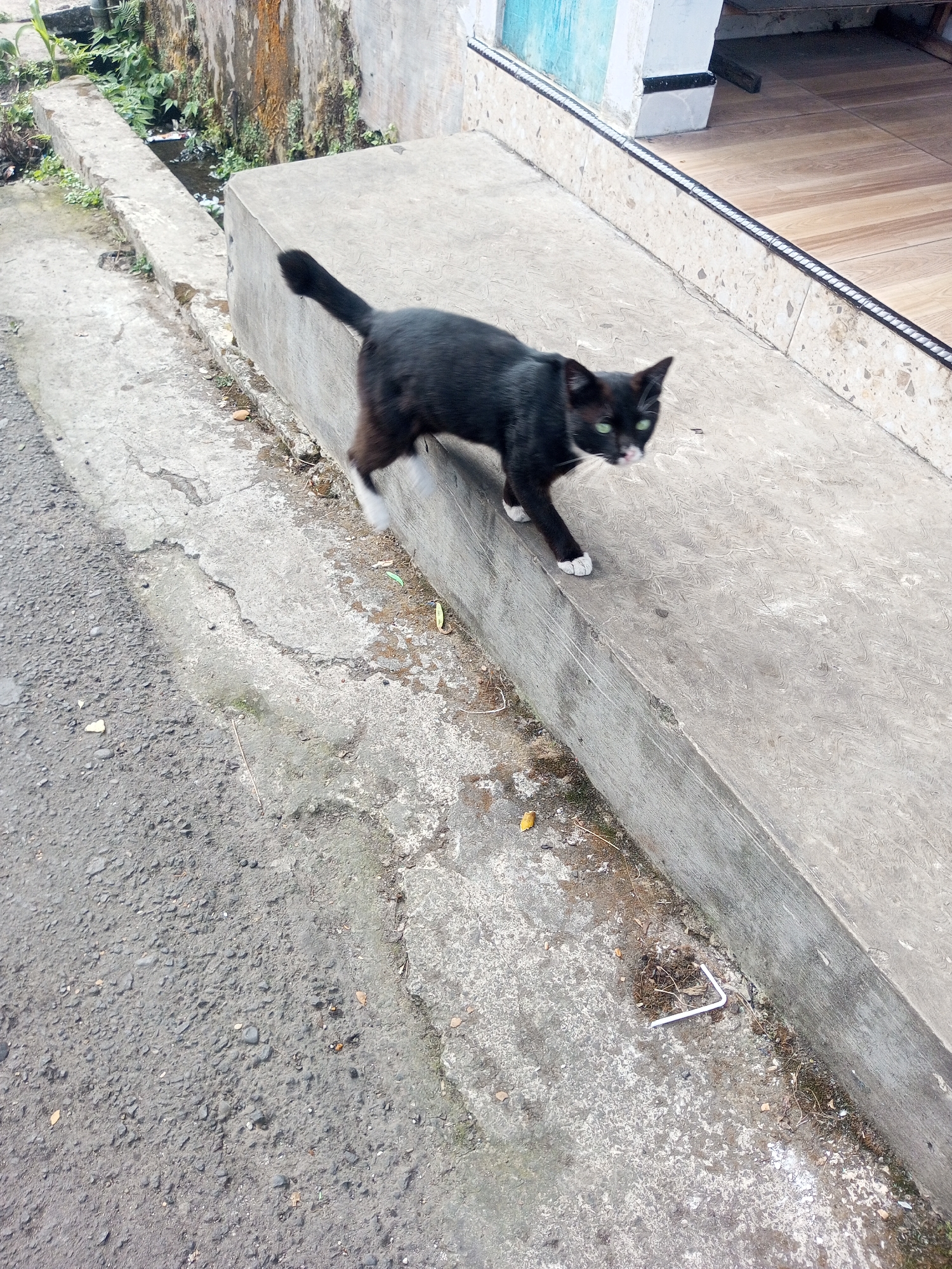 A black cat with green eyes and white paws walks on a concrete ledge. The ledge is next to a paved area and a narrow concrete drainage channel filled with water and vegetation. In the background, a wall covered in moss and dirt is visible. The scene appears to be an outdoor urban or semi-urban environment in Krasak, Indonesia.