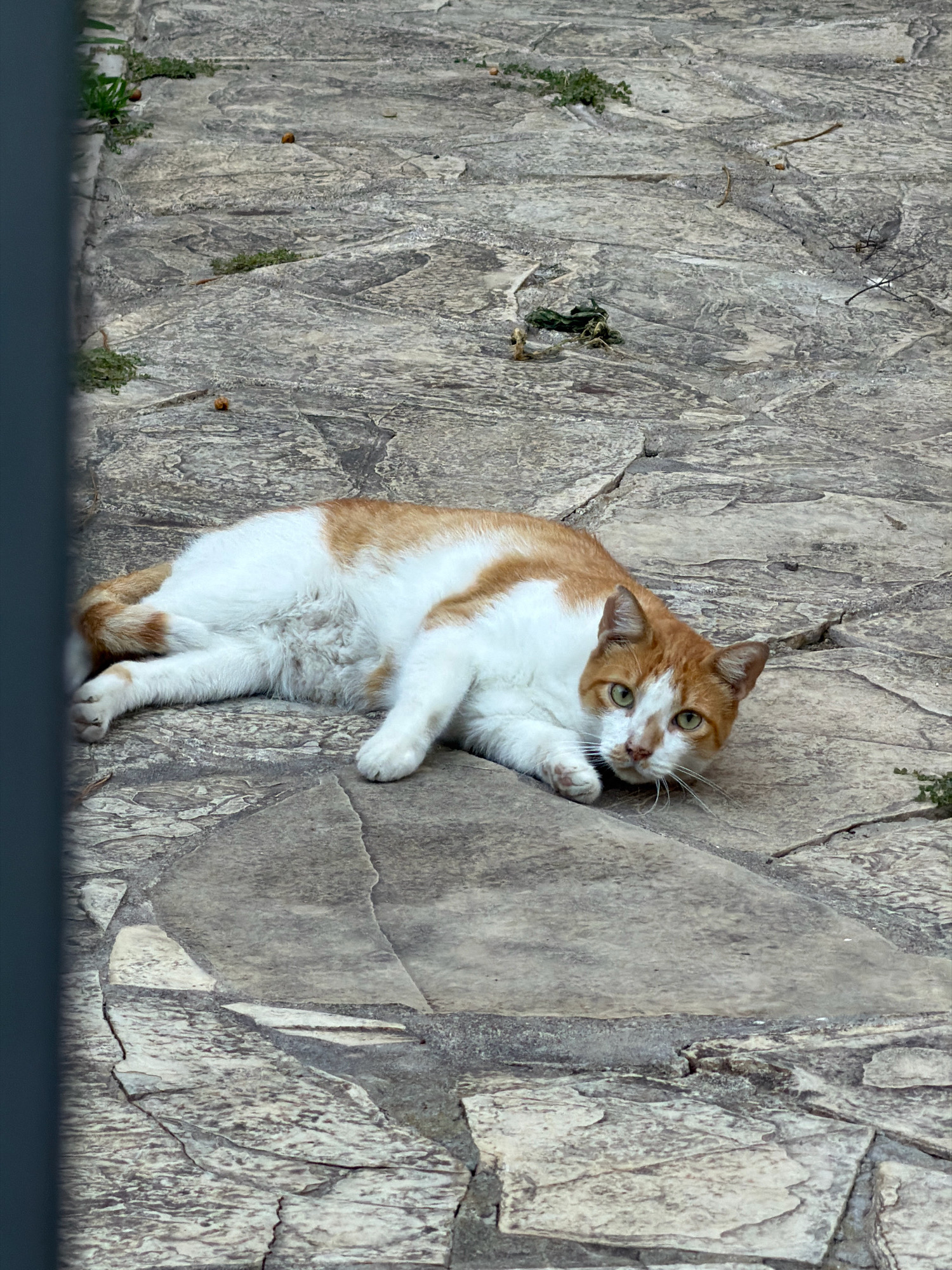 An orange and white cat is lying on its side on a stone-paved area. The cat is facing the camera with its head slightly tilted. Its eyes are open and green, and it appears to be looking directly at the viewer. The cat's body is mostly white with patches of orange fur on its back and tail. Its paws are extended, and its body is relaxed. The stone pavement is made of irregular-shaped, light-colored stones with visible cracks and variations in texture. Small patches of green vegetation are growing in some of the crevices between the stones. A dark vertical object, possibly a fence or railing, is visible on the left edge of the frame, partially obscuring the scene. The lighting suggests it is daytime, with diffused light that casts soft shadows. The location is identified as Salou, Spain.
