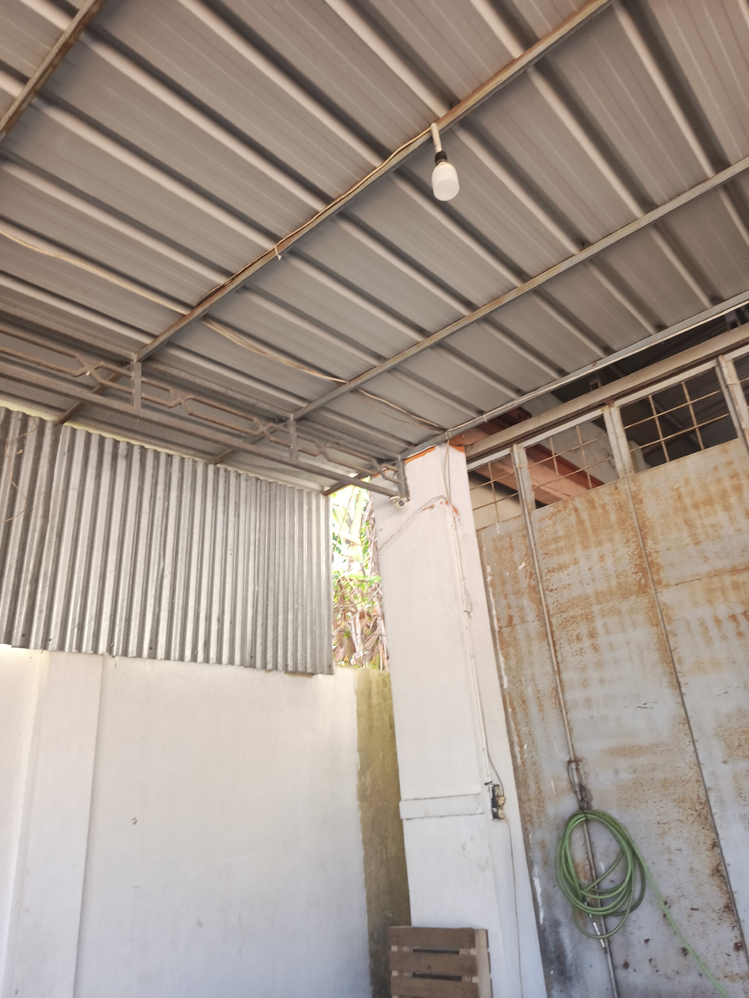 The image depicts an outdoor area under a corrugated metal roof supported by a metal frame. To the left, a corrugated metal wall stands, transitioning to a white concrete wall. A light bulb is visible hanging from the ceiling. To the right, a large, weathered metal gate with window panes is present, and a green coiled hose is attached to a vertical pipe on the gate. In the background, foliage and trees can be seen. The scene appears to be in a utilitarian or storage area, possibly a carport or shed, given the materials and exposed elements. The location in Pangkalpinang, Indonesia, suggests a tropical or subtropical climate, which might explain the weathering of the metal surfaces and the presence of lush vegetation. The overall impression is one of a functional, somewhat aged, outdoor space.