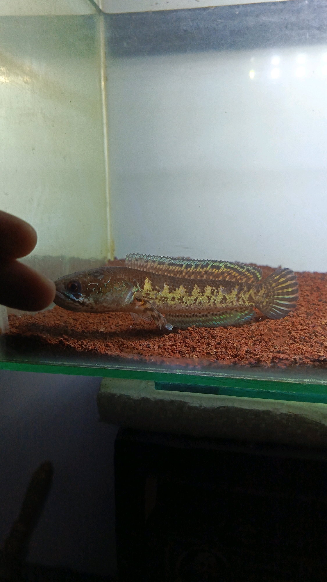 A fish in an aquarium in Babadan, Indonesia, has its head near a finger. The fish is brown and yellow with dark stripes. It is lying on a bed of reddish-brown substrate. The aquarium is lit from above, and the background is out of focus.