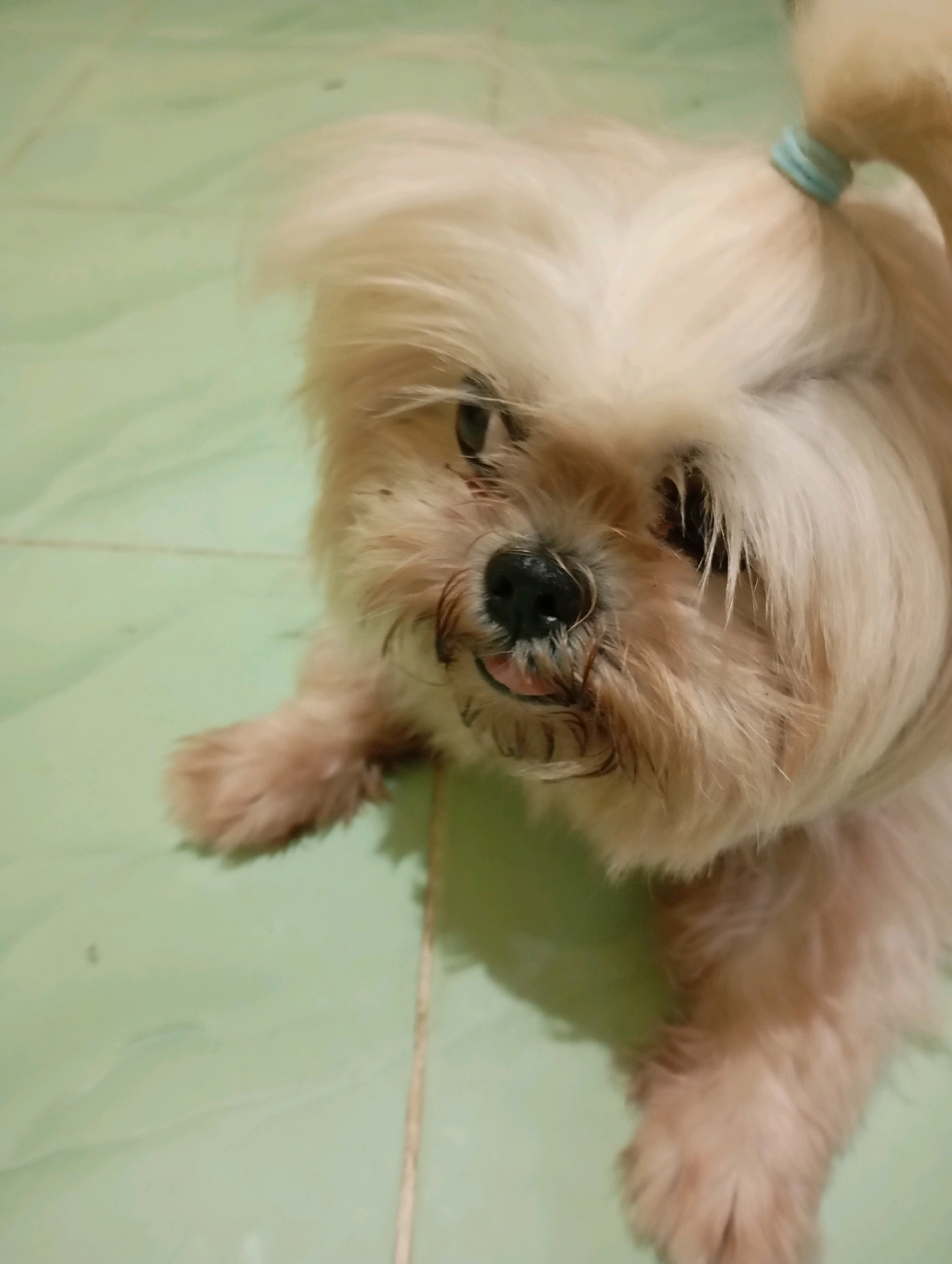 A fluffy light brown dog with a blue hair tie on its head sits on a light green tiled floor. The dog's tongue is visible. The image was taken in Balikpapan, Indonesia.