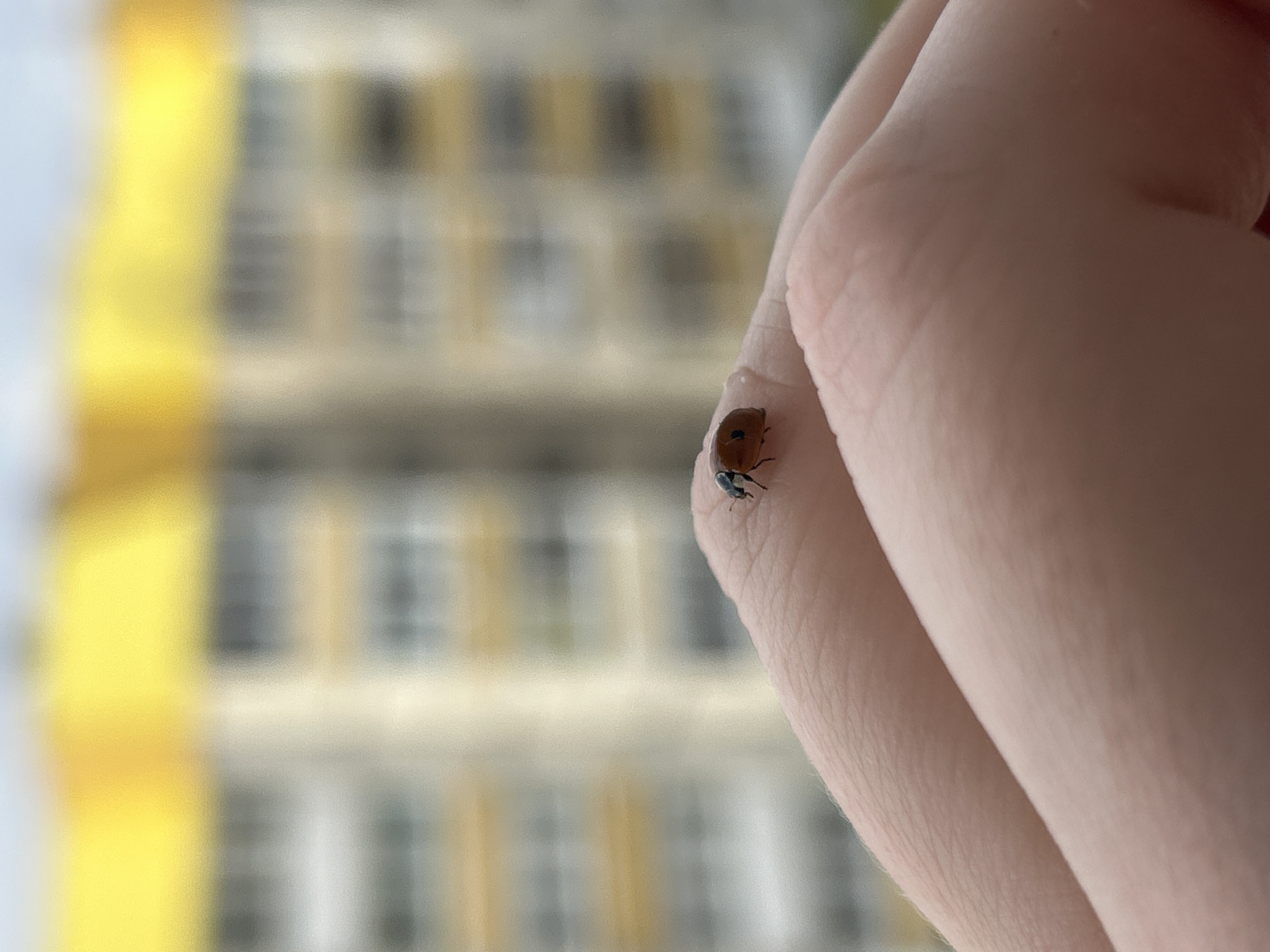 A ladybug with reddish-brown shell and one black spot rests on a person's finger. The background is out of focus but shows a large building with windows, featuring yellow sections. The location is Марковский, Russia.