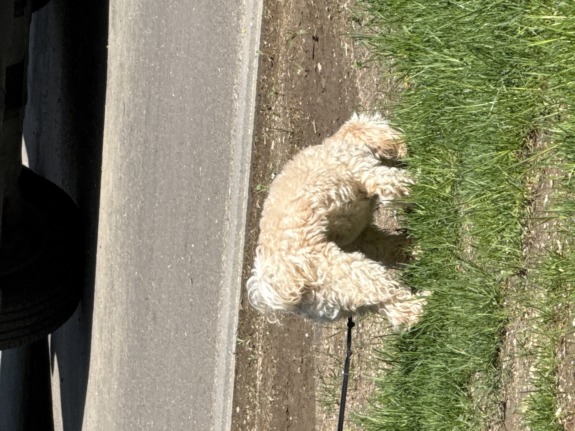 A fluffy, beige-colored dog lies on grass next to a curb and a road. The dog is attached to a black leash. A car tire is partially visible on the left side of the image. The location is unspecified.