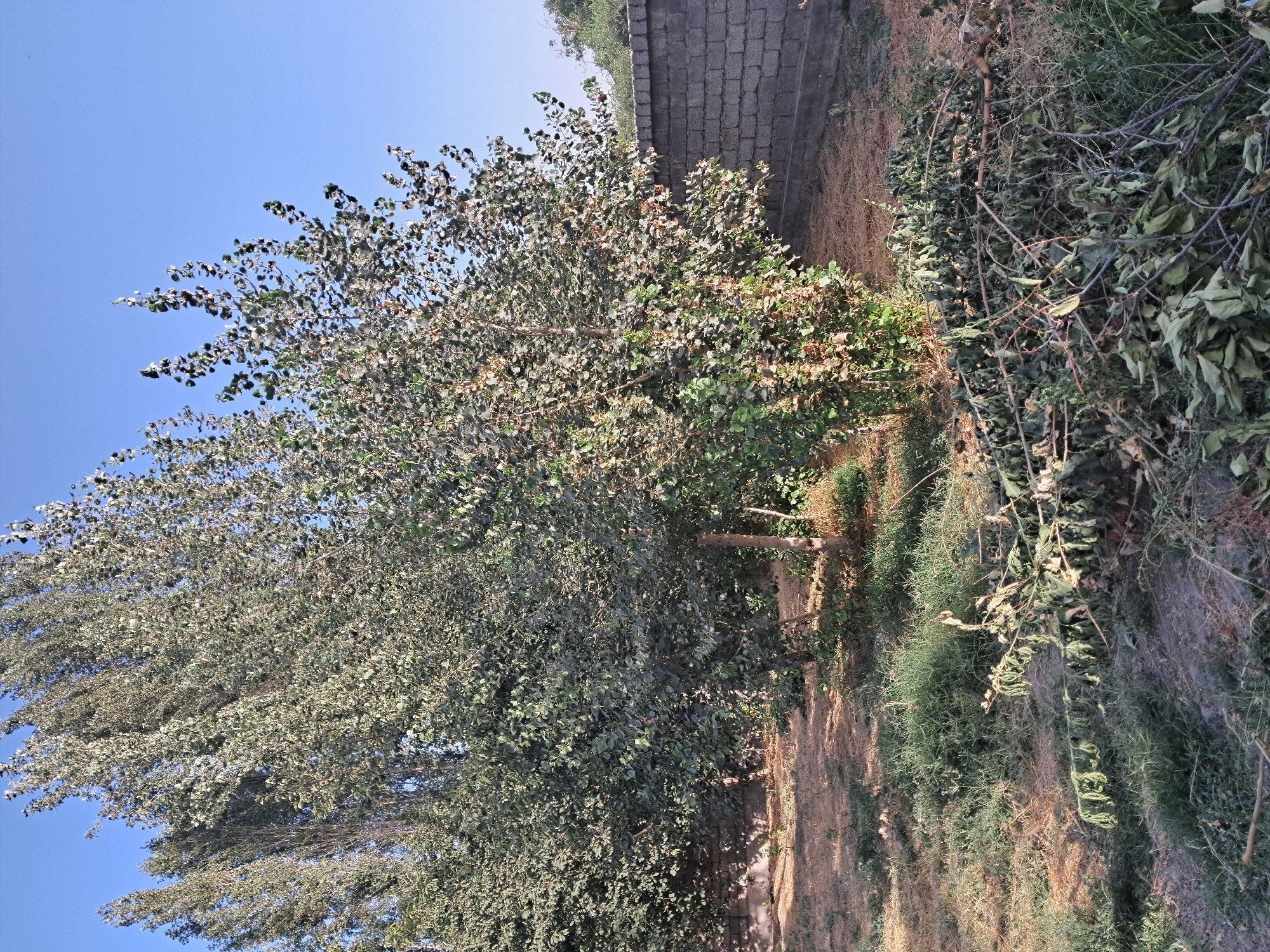 The image depicts an outdoor scene with several trees and a brick wall in the city of Bagish, Uzbekistan. The trees are lush with green foliage, some appearing taller and more slender than others. In the foreground, a pile of freshly cut branches and leaves lies on the dry, brown earth. The ground is covered with sparse grass and dry foliage, suggesting a dry climate or season. A grey brick wall runs along the right side of the image, providing a backdrop to the natural elements. The sky is clear and blue, indicating fair weather. There are no people visible in the image, and the focus is on the natural landscape and the recent activity of pruning trees.