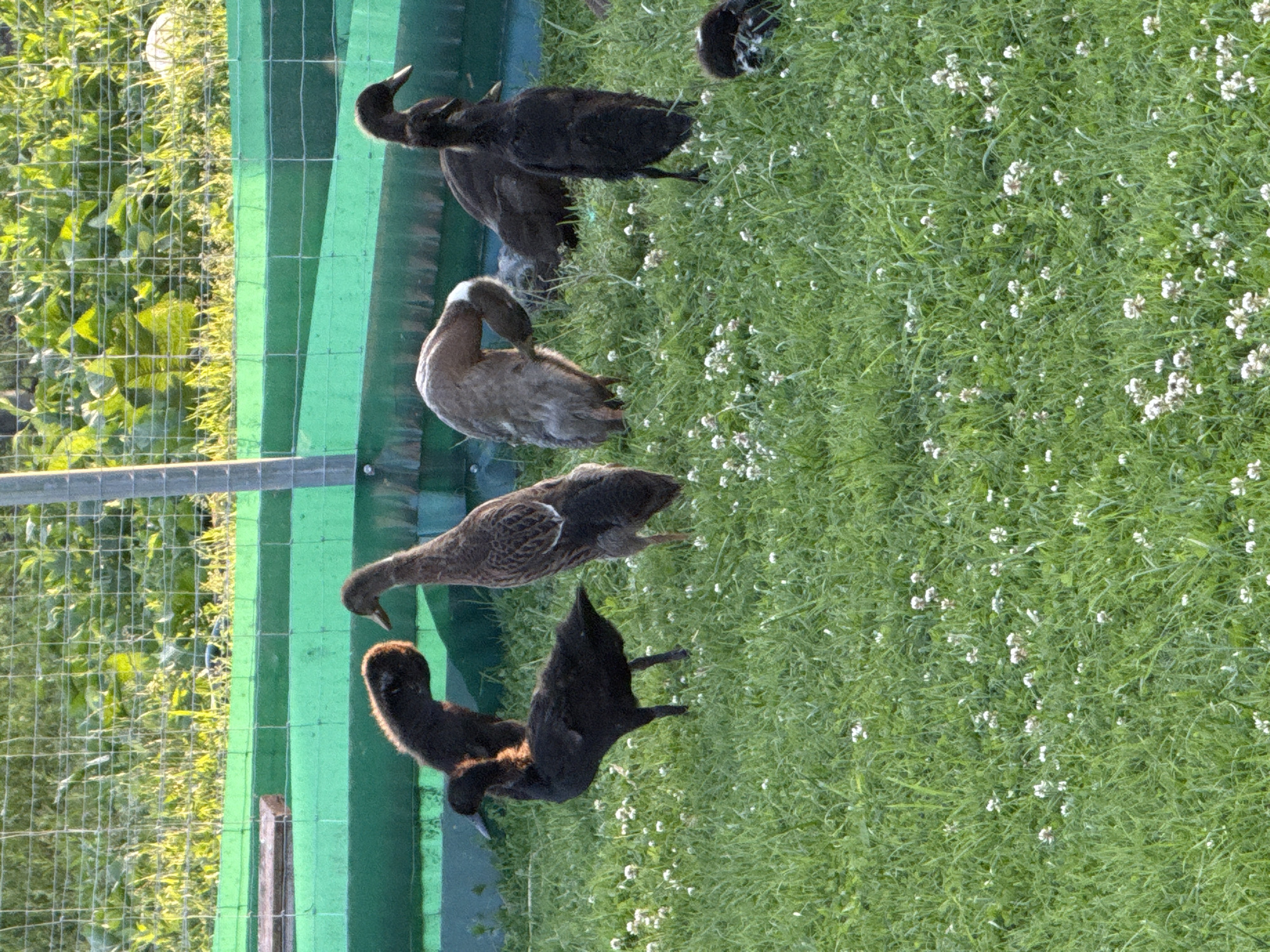 In Galinė, Lithuania, a flock of seven ducks is observed in a grassy enclosure. The ducks exhibit varied plumage: one is predominantly brown with a white patch on its chest, another is a mottled gray-brown, and five are dark brown to black. The enclosure is bordered by a green mesh fence, and behind it, a wire fence encloses lush green vegetation, suggesting a natural or cultivated area. The ground is covered with green grass dotted with small white clover flowers, indicating a spring or summer setting. The ducks are engaged in typical activities: some are standing, one is reaching down to the ground, likely foraging, and another is partially obscured, possibly resting or preening. The overall scene is tranquil, capturing a moment of natural behavior within a controlled environment.