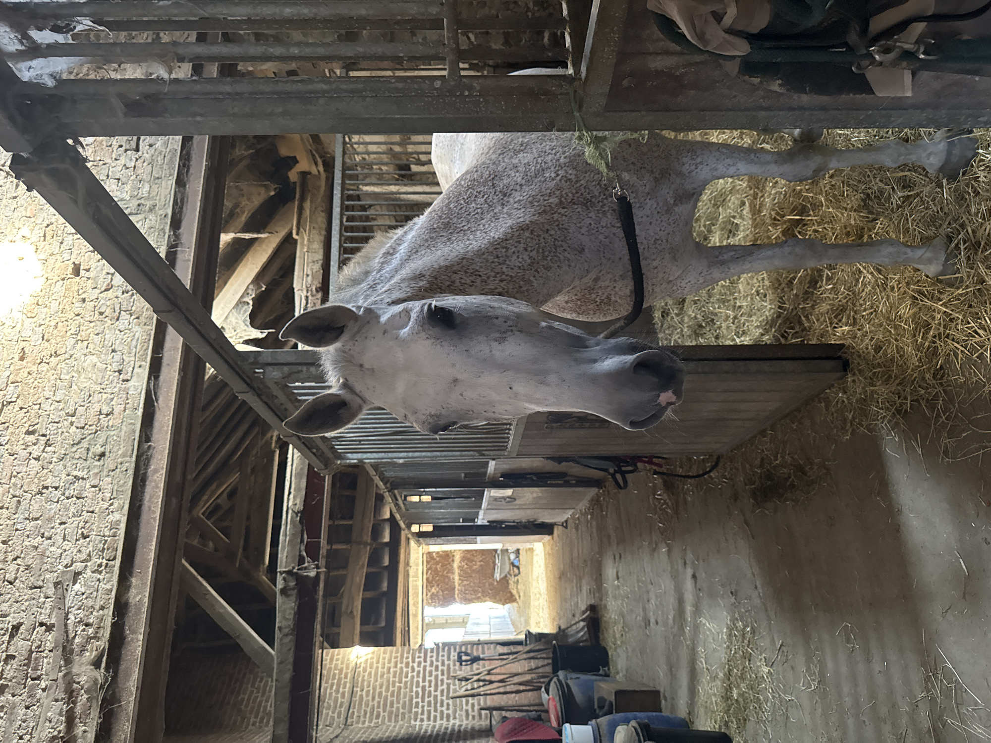 A dappled grey horse stands in a stable stall. The horse is facing towards the camera, with its head angled slightly to its right. Its mane is short and appears to be white or very light grey. The horse's body is speckled with dark grey or black spots. A black halter or bridle is around its head, and a lead rope is visible. The horse is standing on a bed of hay. The stable appears to be made of brick and wood, with exposed beams and a pitched roof. Metal bars form the front of the stall. In the background, a walkway or aisle of the stable is visible, with more stalls to the left. Various stable equipment such as buckets, shovels, and possibly bales of hay are seen in the background. The lighting suggests it is daytime, with natural light coming from the open end of the stable aisle. The image does not provide specific details that would allow for pinpointing a location within Estaimpuis, Belgium.