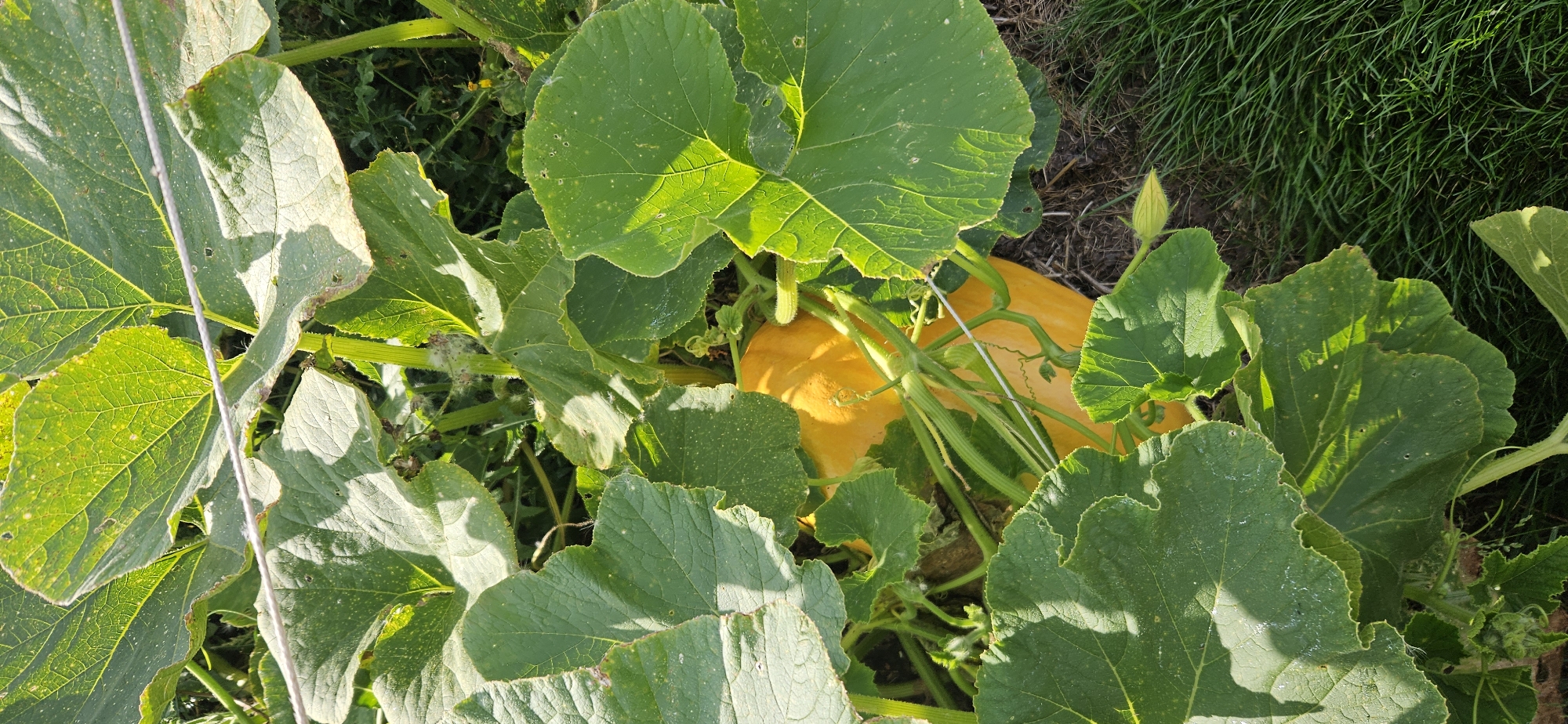 The image shows a close-up view of a bright orange pumpkin growing on a vine among large green leaves. The pumpkin is elongated and appears to be partially obscured by the foliage. The vine is thick and green, with tendrils visible. The leaves are broad and textured, with some appearing slightly wilted or damaged. The background consists of dark soil and some dry grass. A thin white string is visible, running horizontally across the upper portion of the image, likely part of a support system for the plants. The scene is outdoors and appears to be a garden or a farm field. The lighting suggests it is daytime, with sunlight dappling through the leaves.