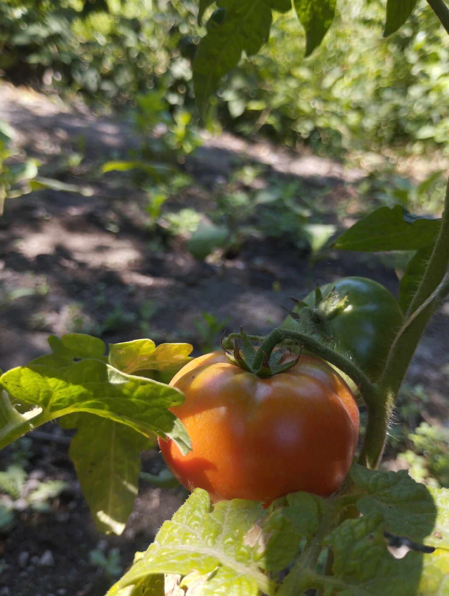 A close-up, low-angle shot shows a ripening tomato plant with two tomatoes, one orange and one green, against a blurred background of soil and foliage in what appears to be a garden or farm setting. The orange tomato is in the foreground, its smooth, round surface catching the sunlight. A green tomato is visible behind it, on the same vine. The plant's leaves, some in sharp focus and others blurred, are a vibrant green, with visible veins and fuzzy texture. The ground below is dark soil with scattered patches of green growth. The image does not provide any specific details to ascertain its location in the city of Гроздь, Kyrgyzstan.