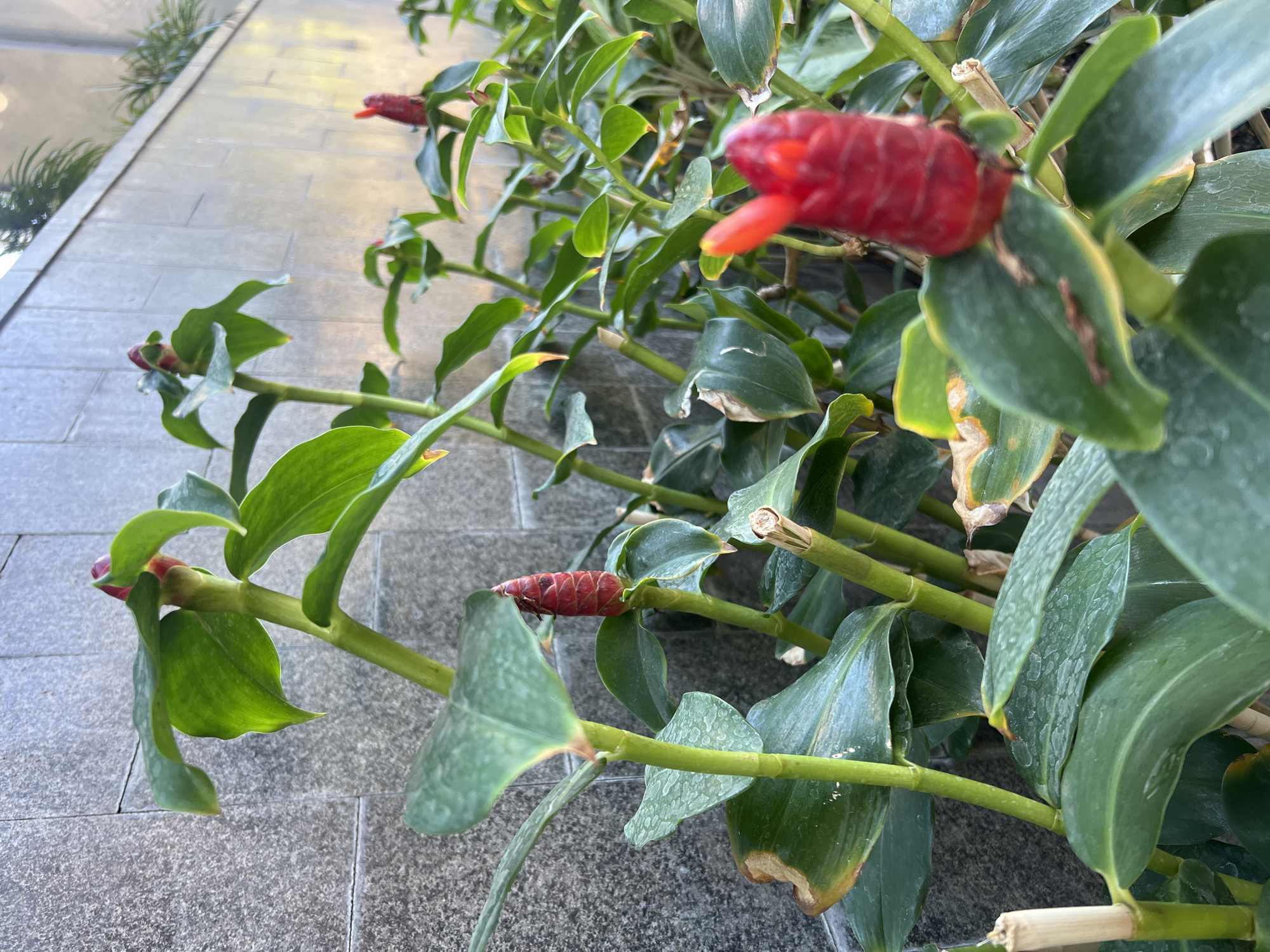The image shows a close-up of a cluster of red ginger flowers (likely *Zingiber zerumbet* or a similar species) growing along a textured grey stone wall. The flowers are cone-shaped and bright red, emerging from green leafy stalks. The leaves are broad, ovate, and a vibrant green, with some showing signs of slight wilting or discoloration at the edges. The wall behind the plants is constructed from rectangular grey stone tiles. The lighting suggests it is daytime, with soft light illuminating the plants. The scene appears to be an outdoor planting bed or landscaping feature. Without specific landmarks or distinctive architectural features in the background, it is not possible to definitively place this image within the city of Yogyakarta, Indonesia. The environment is clean and well-maintained. There are no people or animals visible in the frame.