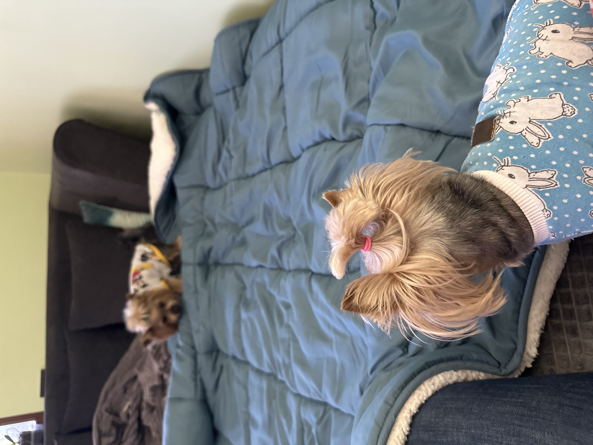 The image shows two small dogs on a blue and white blanket. One dog is wearing a blue bunny-print outfit. The location is not discernible.
