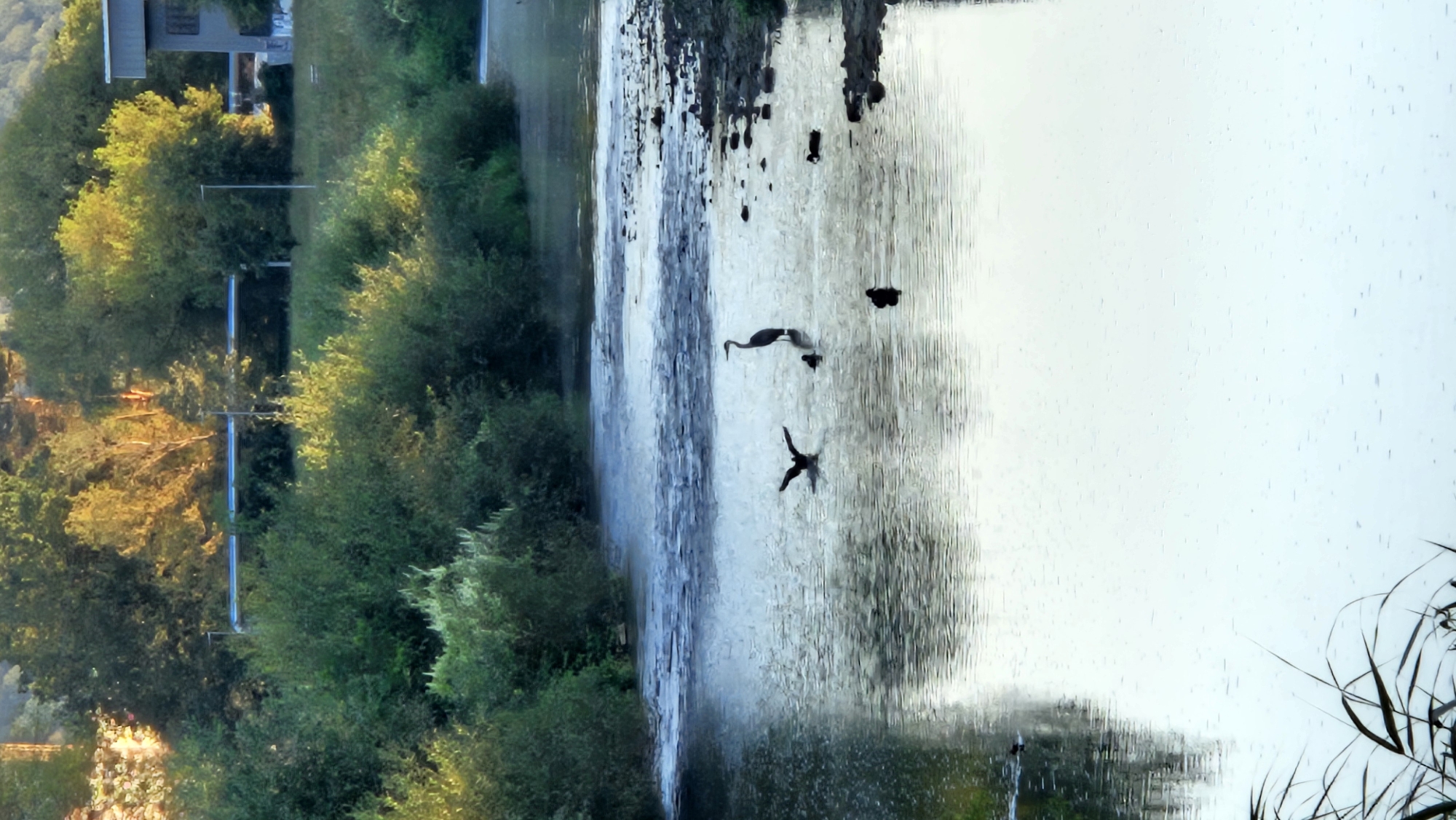 A serene river scene unfolds with lush green foliage lining the banks and a building structure visible in the distance. The river's surface is calm, reflecting the soft natural light. Several birds are present in the water: a large heron stands upright, a black bird with outstretched wings appears to be taking flight or landing, and at least two smaller, dark birds, possibly ducks, are scattered nearby. The water has a slightly rippled texture, with a lighter colored area suggesting a shallow or faster-flowing section. Reeds or tall grass are visible in the foreground, partially obscuring the lower edge of the image. The overall atmosphere is tranquil and natural, with hints of urban development in the background. This scene is consistent with the Sekčov river within the city of Prešov, Slovakia, a common natural area bordered by urban infrastructure.