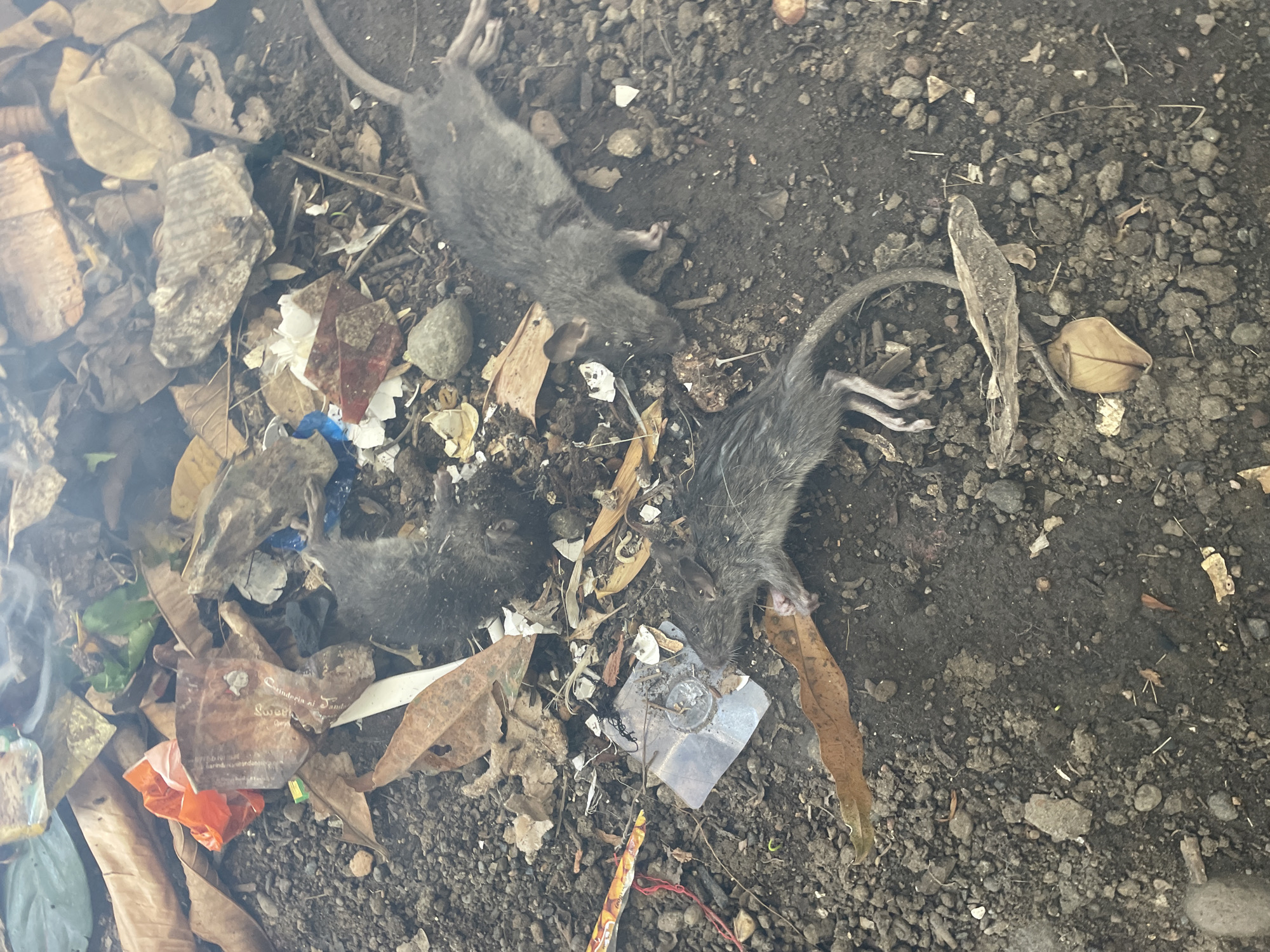 The image shows three deceased rats on the ground amongst scattered debris. The debris consists of leaves, plastic wrappers, and other unidentifiable litter. The ground is composed of dirt and small stones. The location is presumed to be in Davao City, Philippines, but there is no supporting evidence in the image to confirm this. There are no people present in the image.