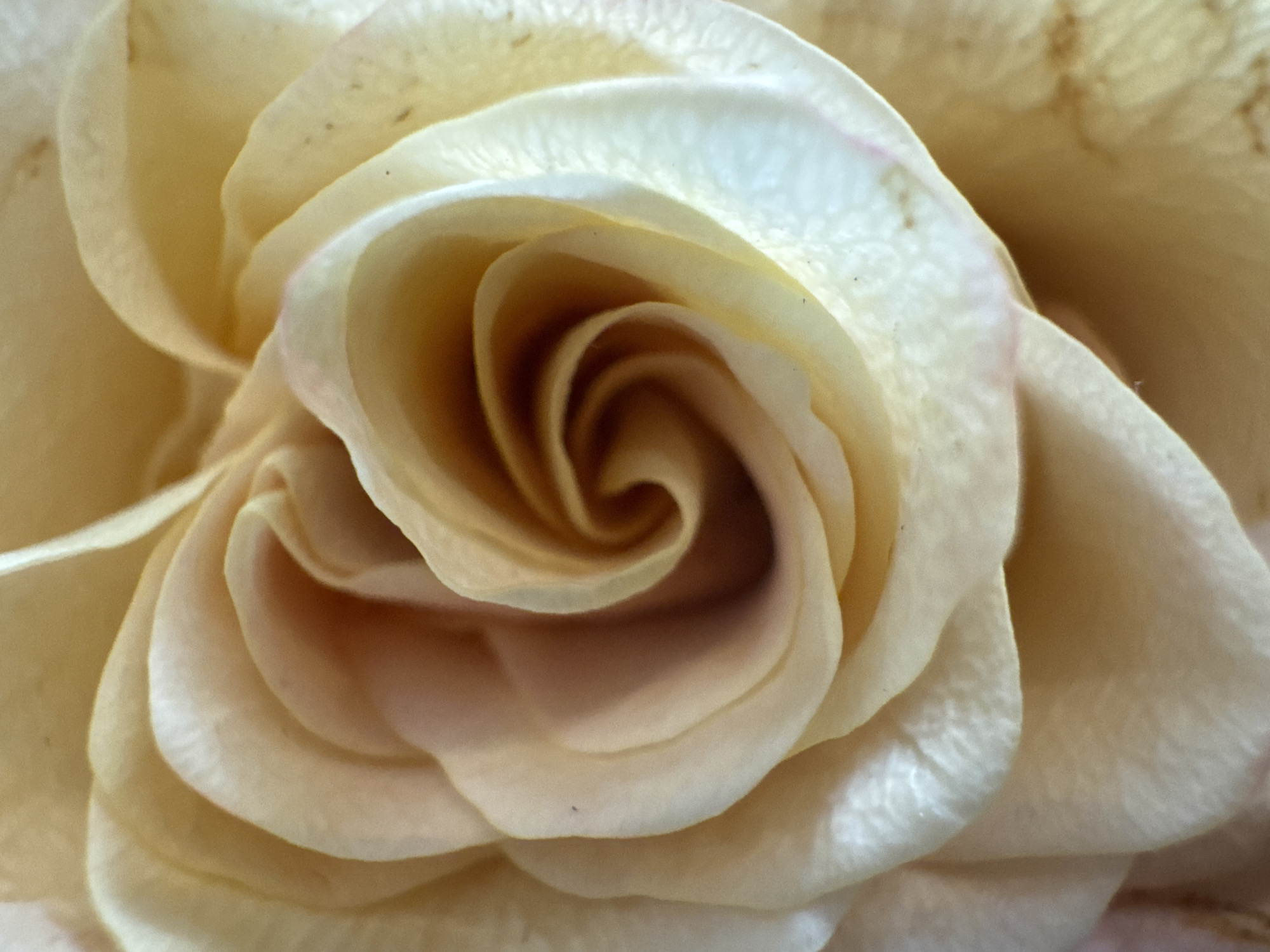 The image is a close-up shot of a pale yellow rose. The petals are tightly swirled in the center, forming a spiral. The petals are textured and appear slightly translucent around the edges. No city or location is indicated. No people, subjects, actions, or interactions are present.
