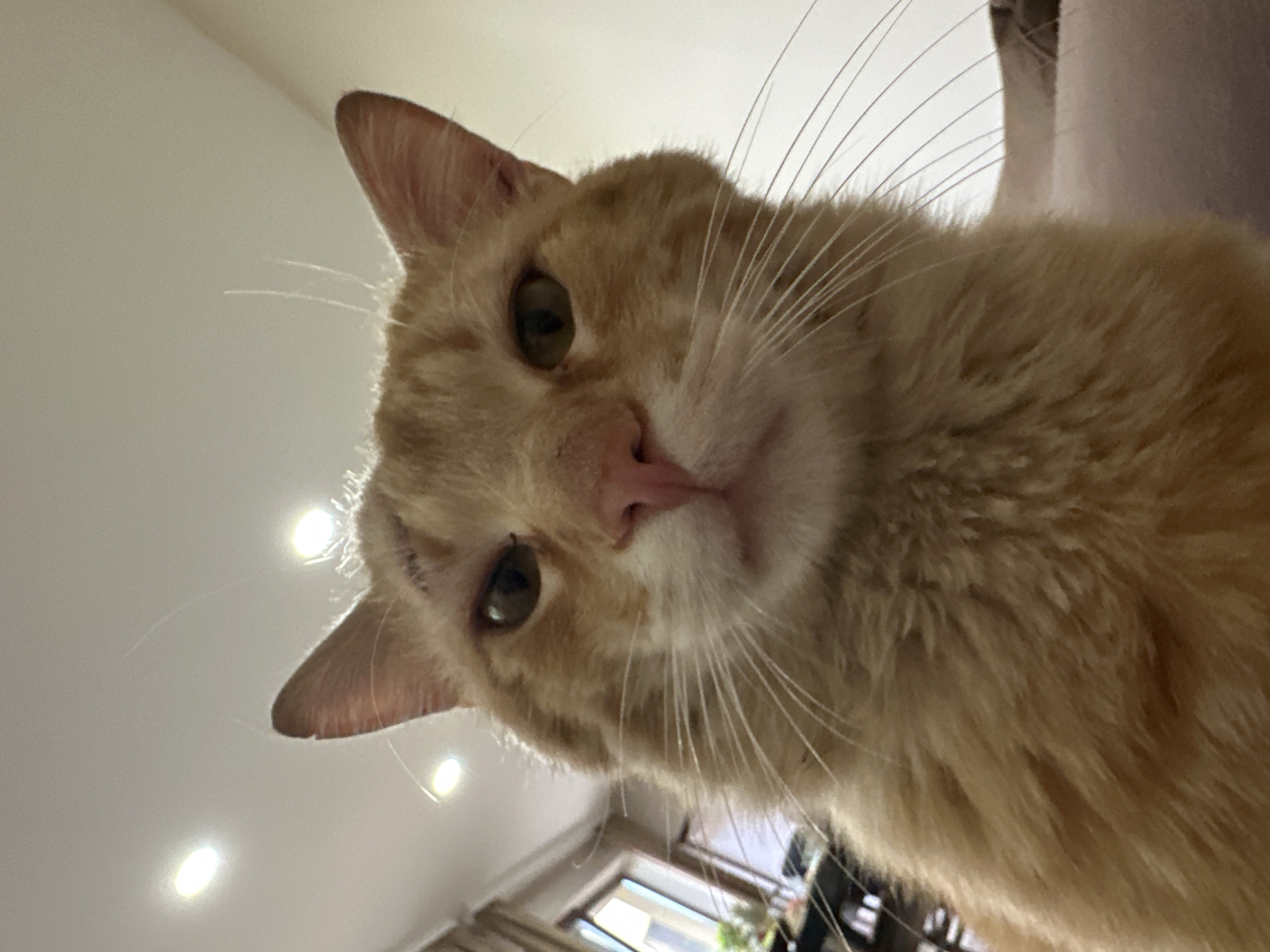 A close-up, low-angle shot shows a light orange tabby cat looking down at the viewer. The cat's face is the primary focus, with its ears perked, eyes open, and whiskers prominent. The background is blurred but appears to be a ceiling with recessed lighting and a window with curtains. The environment doesn't allow deducing the location in Lehchevo, Bulgaria. There are no people visible in the frame, and no actions or interactions are evident, only the cat's pose.
