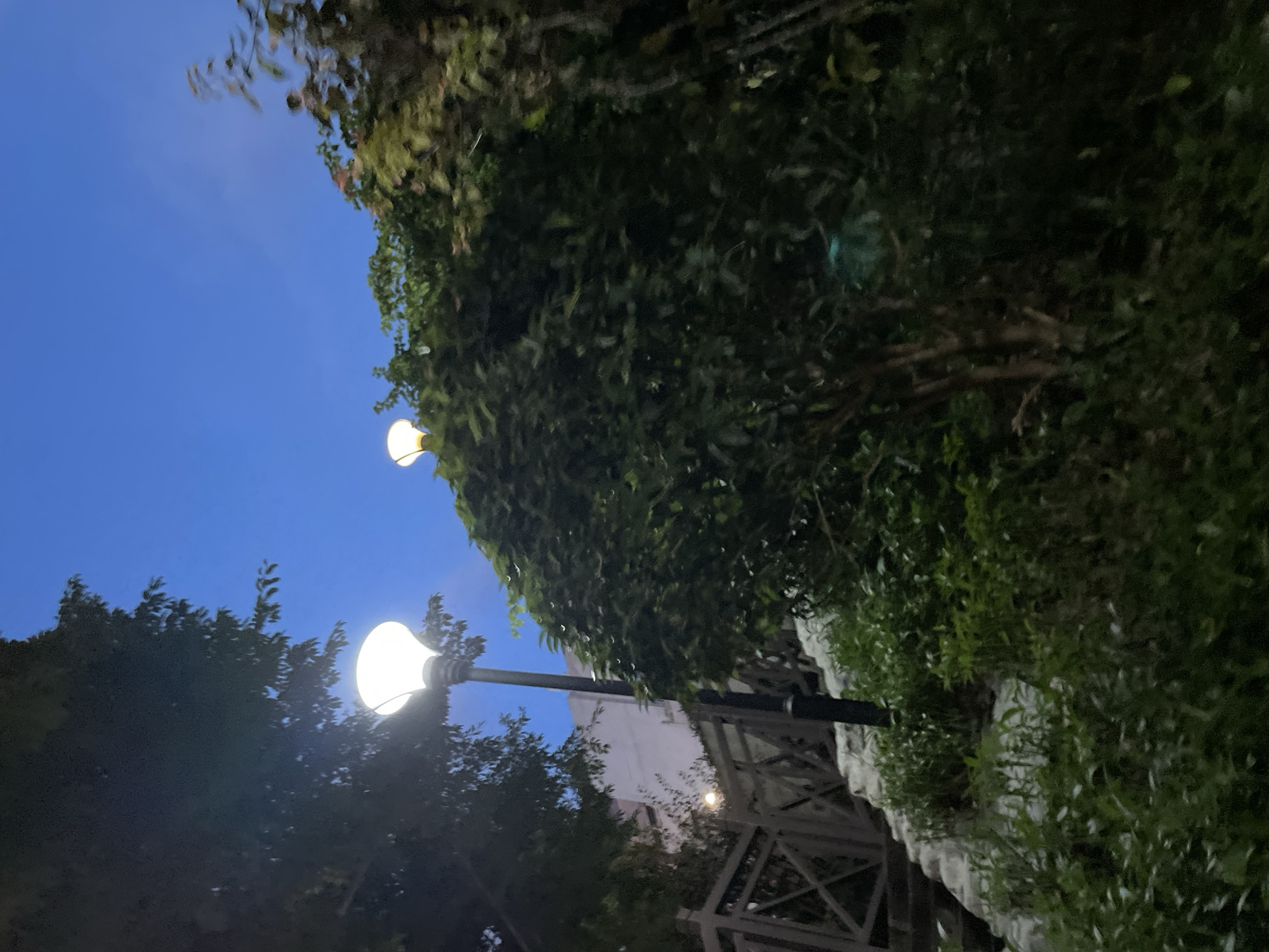 The image depicts an outdoor scene at dusk or night, with a clear blue sky overhead. Two streetlights are visible, one more prominent in the foreground and another further back. The foreground streetlight is a modern design with a wide, inverted bell-shaped white light fixture atop a dark pole. It illuminates a lush green bush that surrounds it, creating a halo effect. Behind this, another streetlight, with a similar shape but smaller and emitting a warmer light, peeks out from behind a dense cluster of dark green foliage.
To the left of the foreground streetlight, a wooden fence or railing is visible, suggesting a pathway or elevated area, possibly stairs leading upwards. The fence has a rustic, crisscross pattern. Beside the fence, there's a white building with some architectural details visible, suggesting an urban or semi-urban setting. The ground is covered with greenery, including smaller bushes and possibly grass, with some rocks or textured ground visible near the fence. The overall impression is one of an outdoor public space, perhaps a park or a street with landscaping, illuminated for evening use. The scene suggests a serene and somewhat atmospheric ambiance due to the twilight lighting and the interplay of light and shadow on the vegetation. This scene is located in Yuzhong District, China.