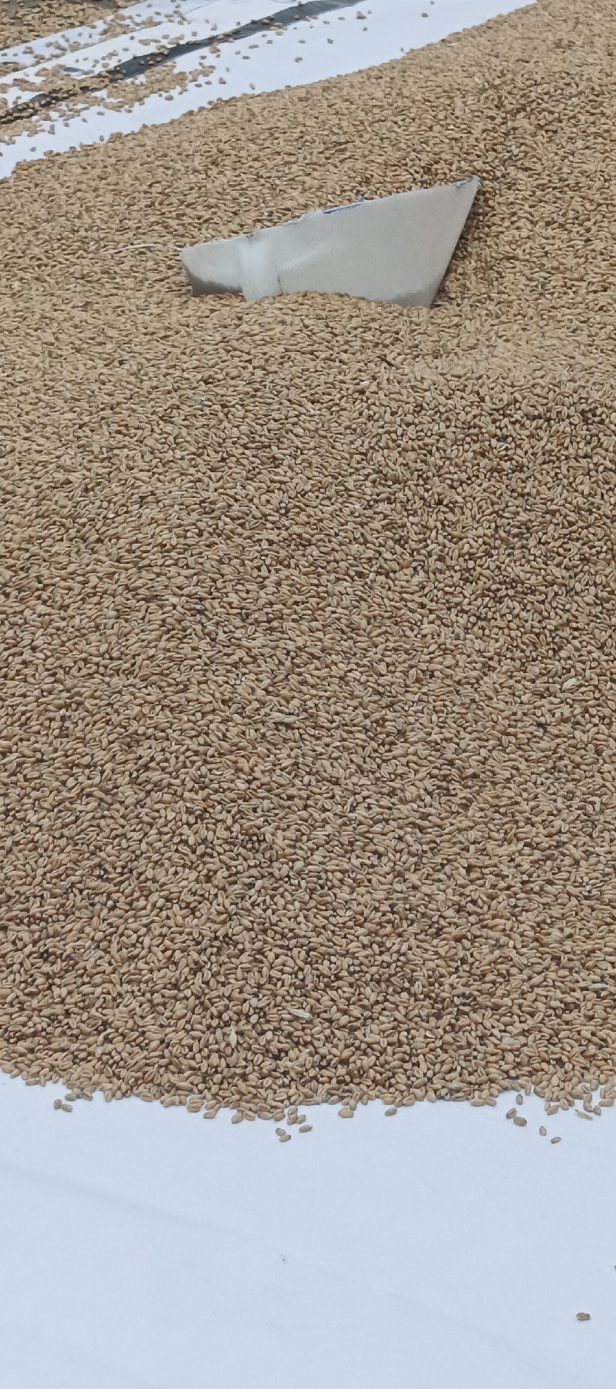 The image shows a large pile of wheat grains spread across a white surface. A piece of cardboard, possibly used as a scoop, is partially submerged in the grains. The lighting suggests an outdoor environment, and the presence of wheat indicates an agricultural or storage setting. The scene is devoid of any identifiable landmarks or context that would place it specifically in the city of Старые Быги, Russia.