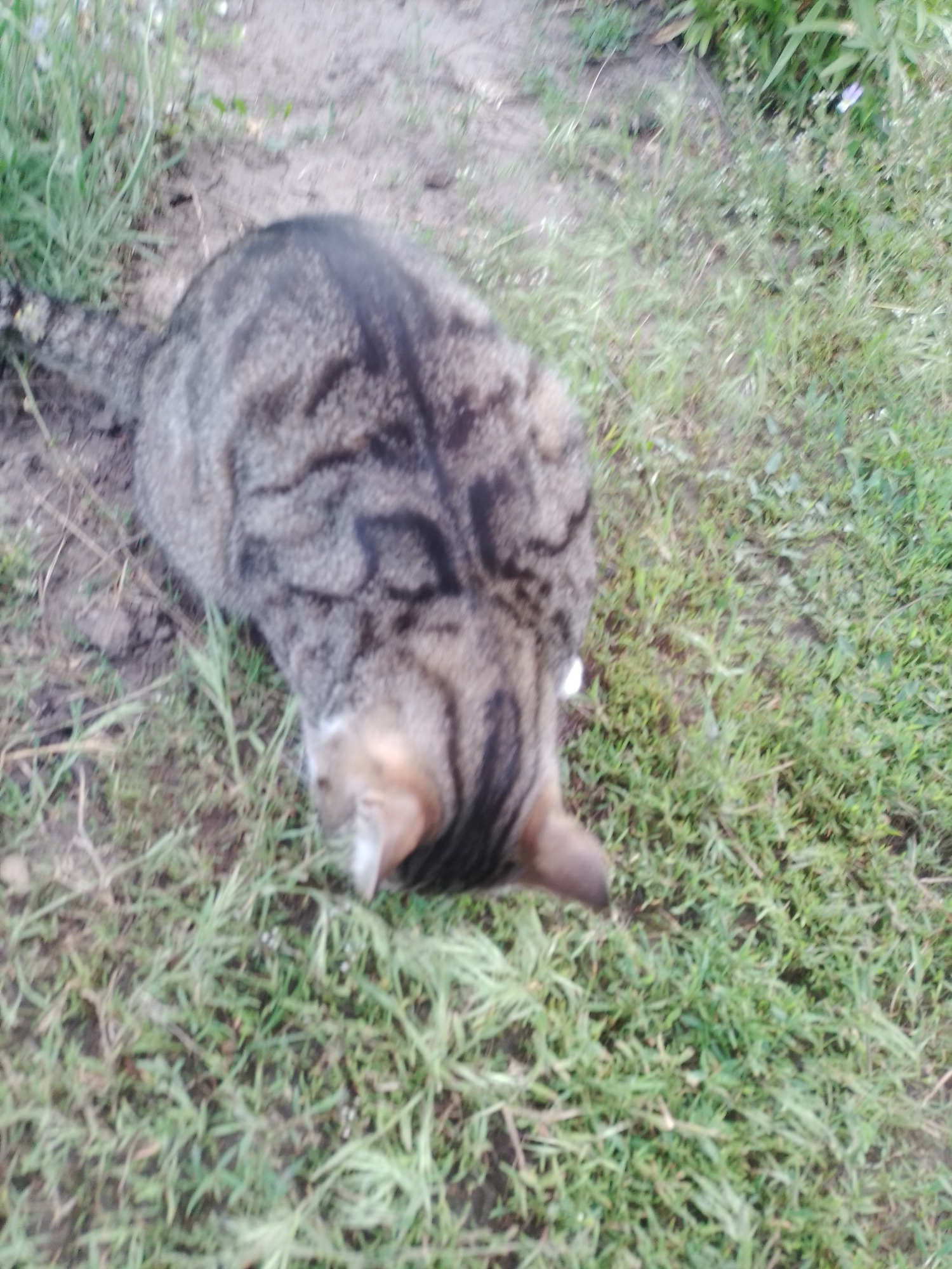A brown tabby cat is lying down on a patch of grass mixed with dirt. The cat is curled up, with its head lowered and tucked towards its body. Its fur is a mix of brown, black, and gray stripes. The background consists of dry dirt and green grass, with some foliage visible in the upper right corner. The lighting suggests it is daytime. The image does not provide any information about a specific location within the city of Ustyvytsia, Ukraine.
