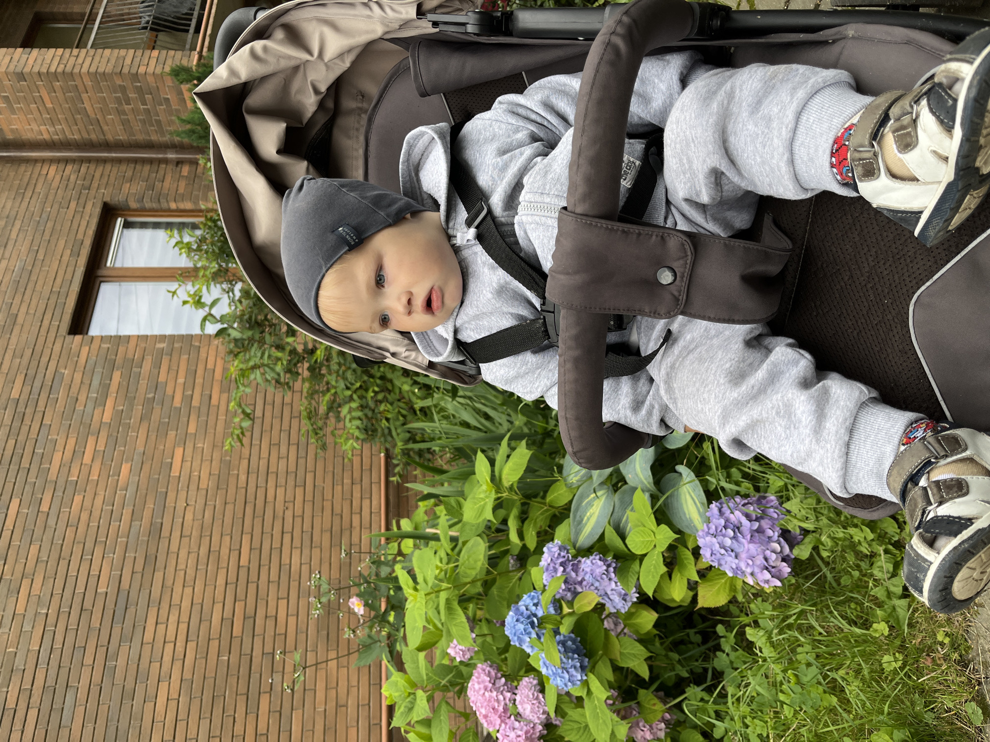 A fair-skinned child, wearing a gray beanie, gray sweatsuit, and sandals, sits in a stroller on a paved pathway next to a brick building. The stroller is facing right, and the child is looking towards the right. In front of the stroller, there is a cluster of hydrangeas in various shades of pink, blue, and purple, with green leaves. Behind the hydrangeas, a brick building with windows and a balcony is visible. The child's left foot is resting on the stroller's footrest, and the right foot is slightly visible. The scene appears to be an outdoor area, possibly a residential yard, in the city of Pionersky, Russia.