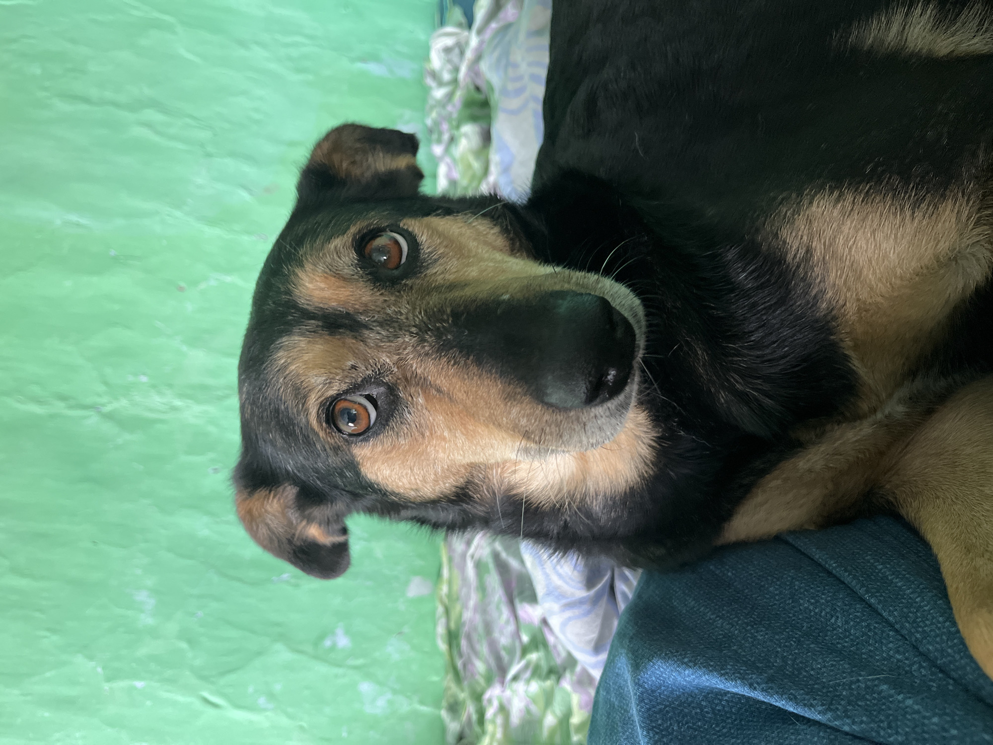 A close-up, eye-level, medium shot captures a medium-sized dog with black and tan fur. The dog is lying down, with its head resting on a blue fabric surface, possibly clothing or a blanket. Its paws are crossed over its chest. The dog's gaze is directed upwards and slightly to the right, with its ears perked up. The background consists of a green, textured wall, and a bed with a patterned comforter. The lighting is natural, and there is no indication of the specific location within Nizhny Tagil, Russia, beyond the presence of domestic elements.
