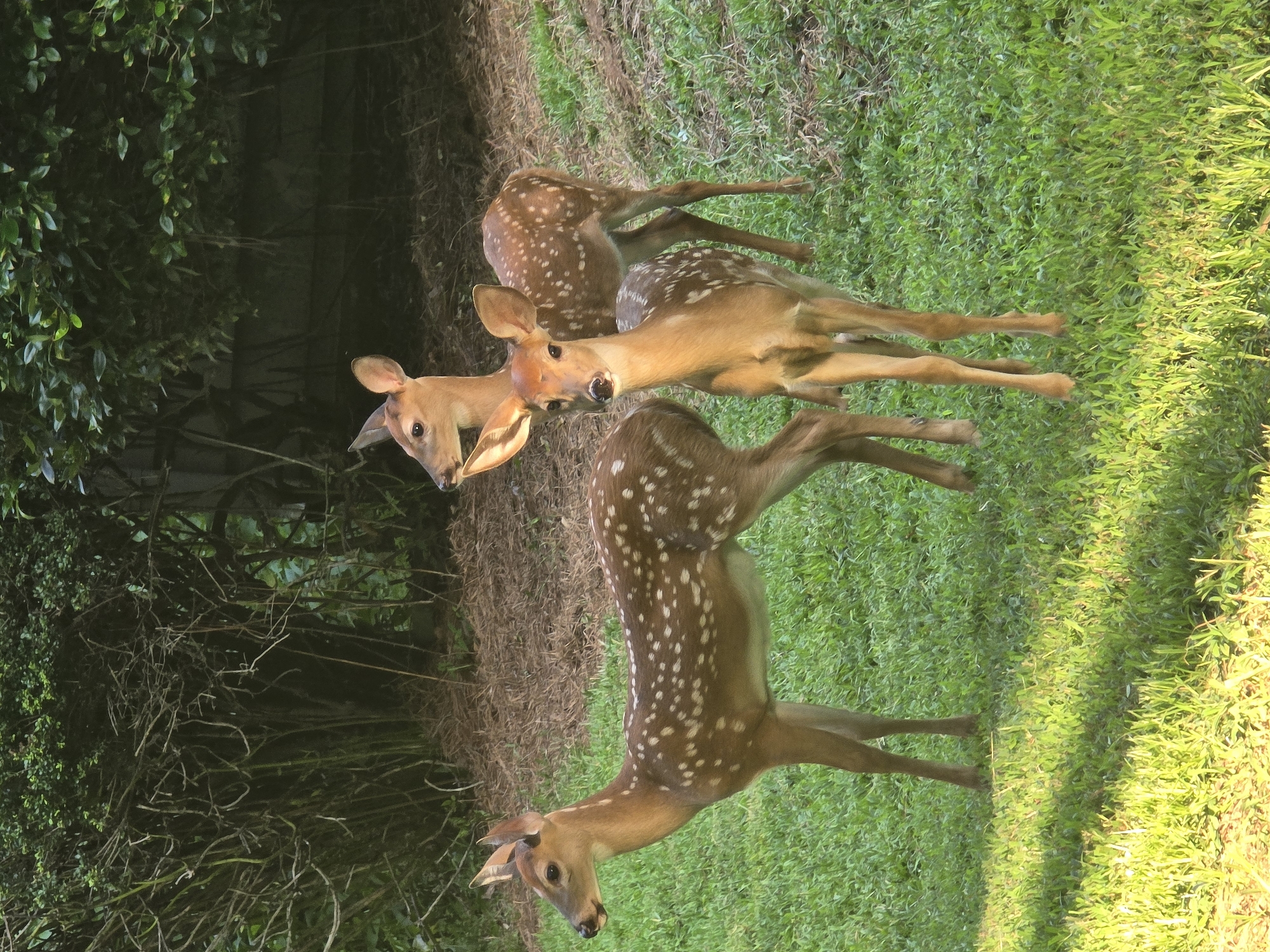 Three young white-tailed deer are standing on a grassy slope with a dense green bush line in the background. The deer are spotted, indicating they are fawns. The deer on the left is facing left, while the two deer on the right are facing forward. The lighting suggests it is daytime, with sunlight creating shadows on the grass. There is no indication of the location in Roswell, United States of America.