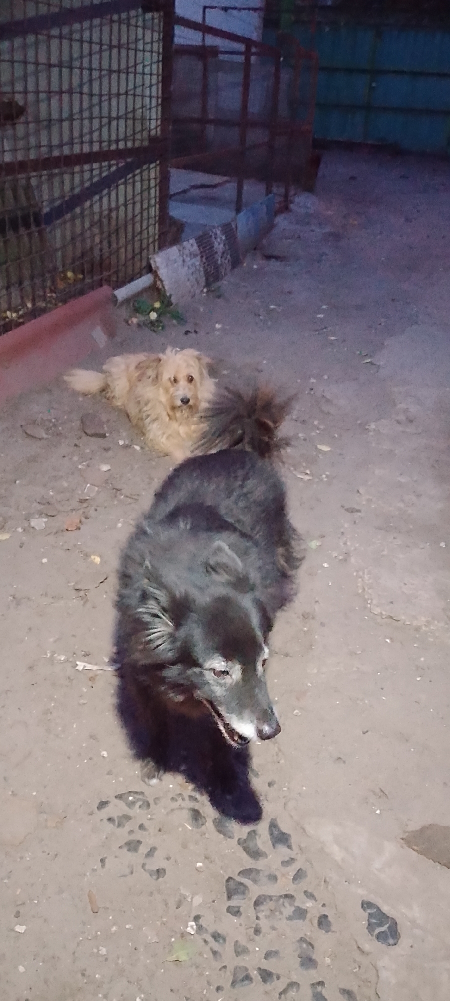 The image depicts two dogs in an outdoor, possibly urban, environment. In the foreground, a large, dark-colored dog with a shaggy coat is facing the camera, its mouth slightly open, revealing its teeth. Its fur is dark, with lighter graying around its muzzle. Behind this dog and to the left, a smaller, lighter-colored dog with fluffy, light brown fur is lying down. This dog is looking towards the camera with alert eyes.
The ground is a dirt or gravel surface, with scattered small stones and some debris. To the left of the dogs, there appears to be a rusty metal fence or enclosure. Further in the background, there are structures that could be buildings or other fencing, with a muted, industrial aesthetic. The lighting suggests it is either dusk or dawn, or an overcast day.
Based on the visual information alone, it is not possible to definitively determine the specific location within the city of Belgorod, Russia. However, the presence of fencing, the ground surface, and the overall utilitarian appearance of the background elements suggest an area like an animal shelter, a backyard, or a less-maintained public space within a city.