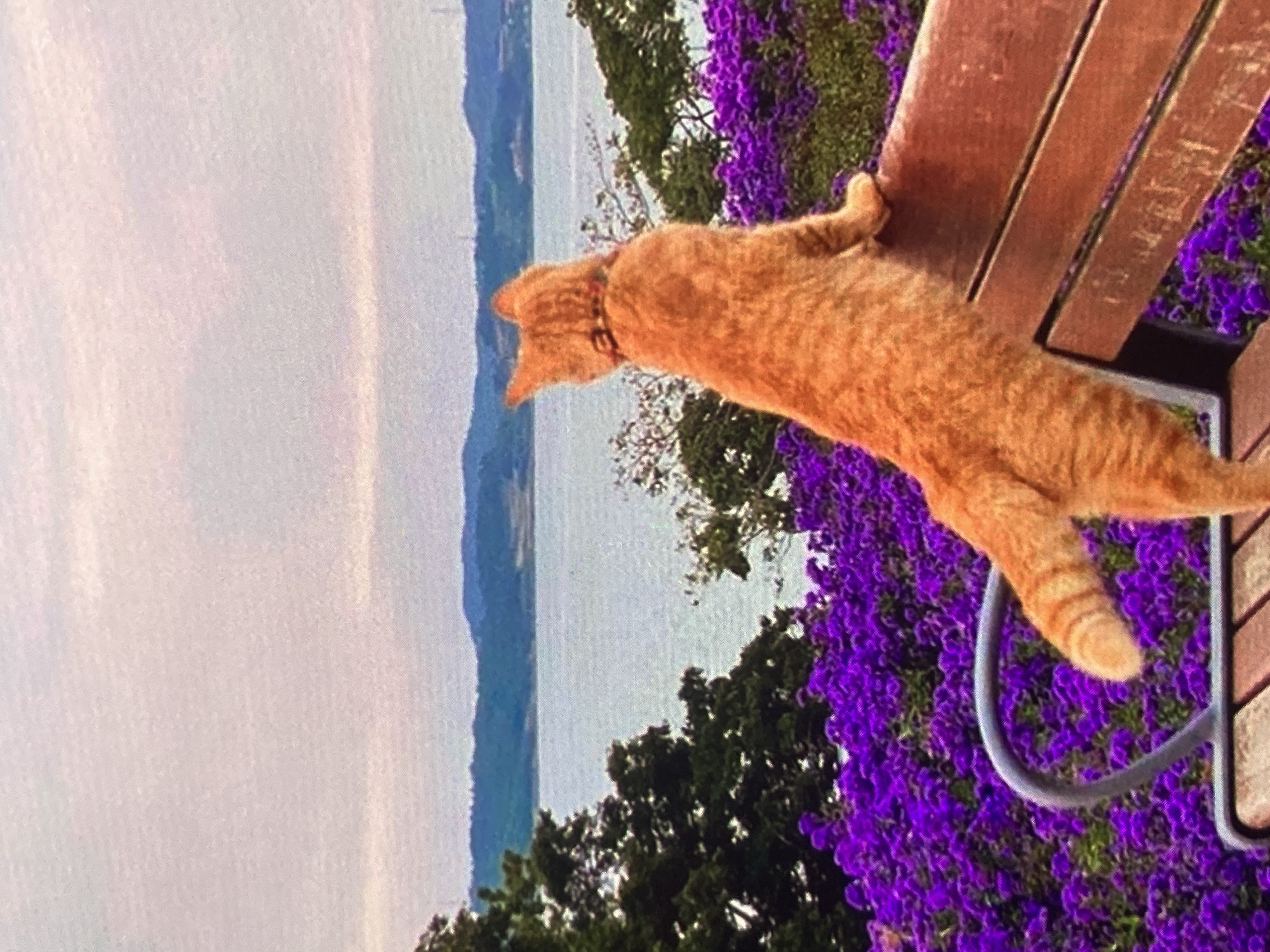 A ginger cat is perched on a wooden bench, facing away from the camera and looking out at a body of water. The cat is the central subject of the image, positioned on the right side of the frame. It is standing with its front paws on the backrest of the bench and its hind legs on the seat, its tail curled. The cat is wearing a red collar.
The bench is made of wood and appears to be outdoors. It is surrounded by a dense patch of vibrant purple flowers, which fill the foreground and extend to the left and right edges of the image. Behind the flowers and bench, a body of water, likely a lake or sea, is visible. The water is calm and reflects the muted colors of the sky. In the distance, rolling hills or mountains are silhouetted against the sky, which is a soft gradient of pale pink and grey, suggesting either sunrise or sunset. Dark green trees are scattered along the shoreline and on the hills. The overall setting appears to be a park or scenic overlook.
The image is captured in a way that focuses on the cat and its contemplation of the landscape. The lighting is soft, contributing to the serene atmosphere. The presence of flowers and the water view suggests a natural or well-maintained outdoor location within the city of Ustyvytsia, Ukraine. The scene depicts a moment of quiet observation by the animal.