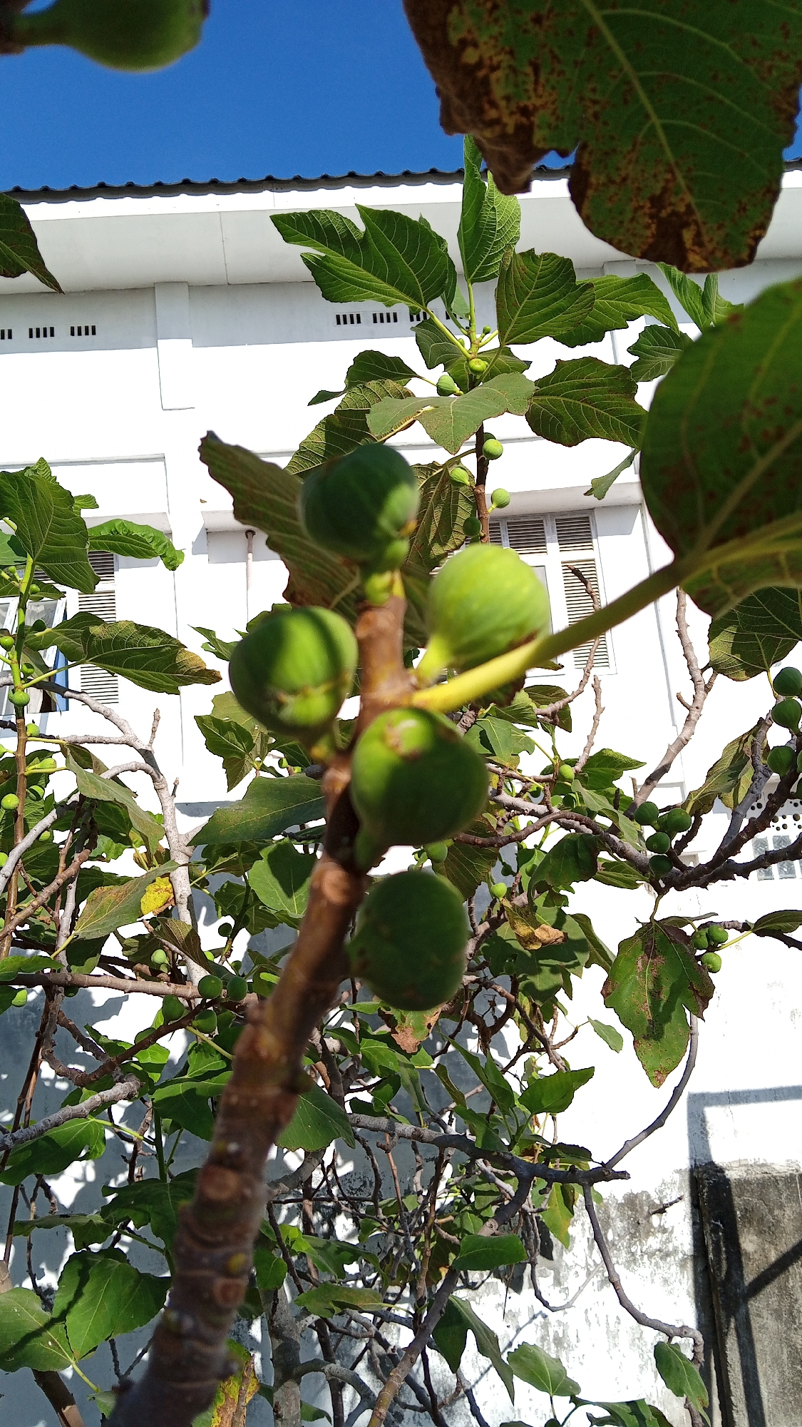 A close-up shot focuses on a fig tree branch laden with several unripe green figs. The figs are clustered together, with some partially obscured by the tree's leaves. The leaves are broad and green, with some showing signs of browning and drying, particularly at the edges. The branch itself is woody and brown, with a rough texture. In the background, a white building with dark-slatted windows is visible. The sky above is a clear, bright blue. The image was taken in the city of Bireuen, Indonesia.