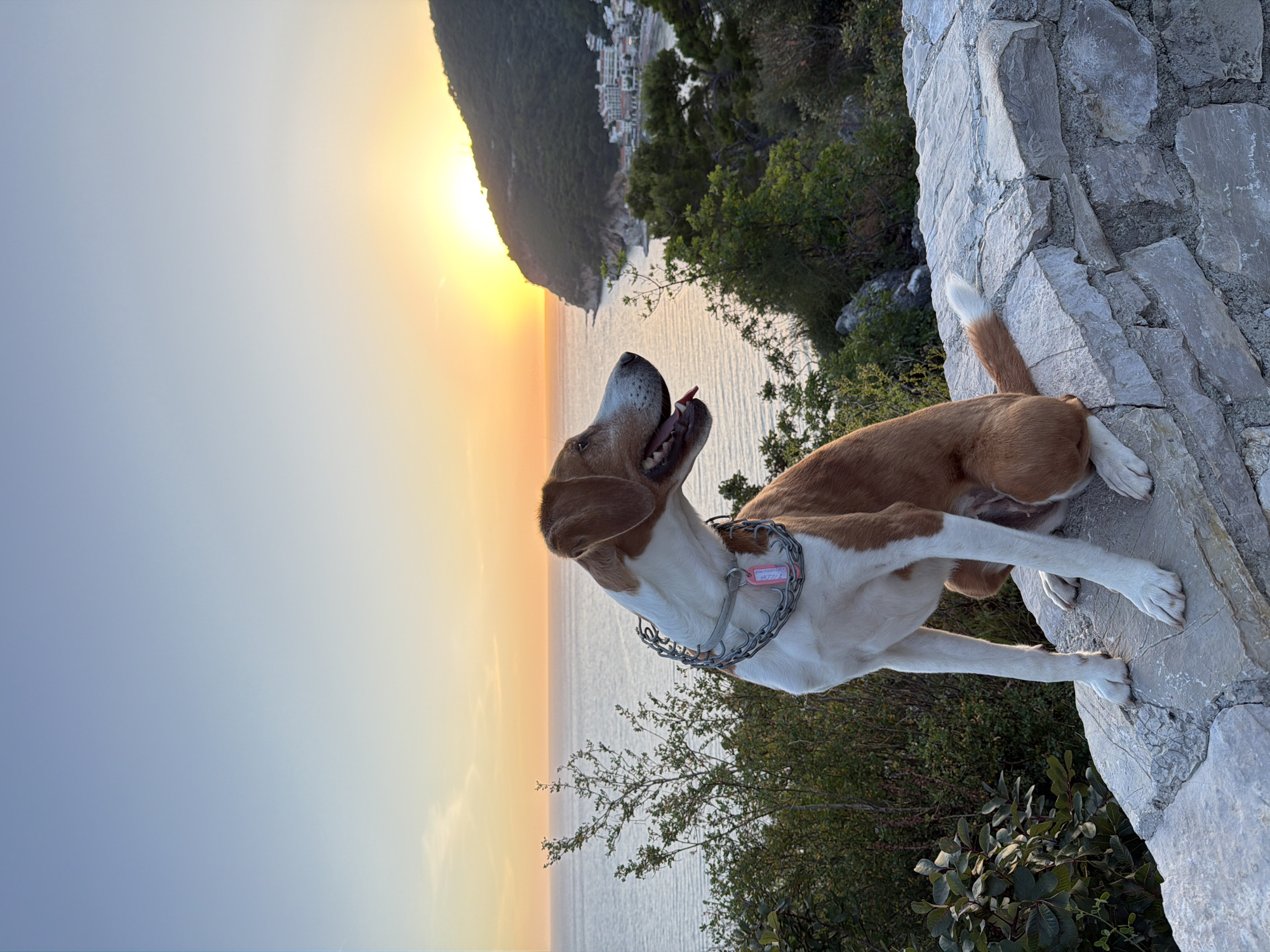 An adult brown and white hound-type dog is seated on a grey stone wall, overlooking a coastal landscape at sunset in Petrovac centar, Montenegro. The dog, predominantly white on its chest, paws, and muzzle, with brown fur covering its back, head, and floppy ears, wears a metal prong collar with a grey nylon strap and a small pink rectangular identification tag. It is positioned facing right, with its head slightly turned, mouth slightly open, and tongue visible. Its tail, brown with a white tip, rests on the wall behind it.
The stone wall, constructed from irregularly shaped grey blocks, extends horizontally across the lower portion of the image. Behind the dog and the wall, the expansive Adriatic Sea stretches towards the horizon, reflecting the warm hues of the setting sun. Lush green vegetation, comprising various shrubs and trees, covers the terrain between the wall and the coastline.
On the right side of the frame, the sun is partially obscured by a large, tree-covered hill, casting a bright golden light across the scene. Nestled at the base of this hill, along the coast, are the white and light-colored buildings with red-tiled roofs of Petrovac centar, appearing as a small town or resort area, with a visible beach section. The sky above transitions from a clear, pale blue at the top to vibrant orange and yellow at the horizon, indicative of sunset. A few faint, wispy clouds are visible in the upper left.
