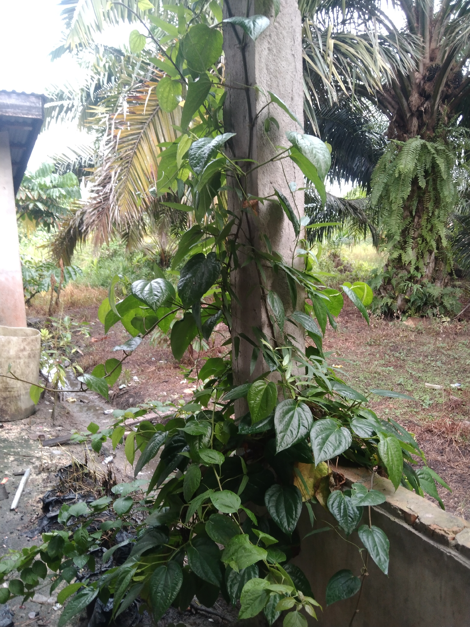 In Suak Lanjut, Indonesia, a vine with heart-shaped green leaves climbs a rough, concrete pillar. The surrounding environment is lush and overgrown, with palm trees and ferns visible in the background, suggesting a tropical climate. In the foreground, a concrete ledge runs along the bottom right of the frame. To the left, a large, beige cylindrical object, possibly a planter or tank, sits near a pile of black plastic bags. The ground is a mix of soil, leaf litter, and some debris. The scene appears to be outdoors, possibly in a garden or yard area.