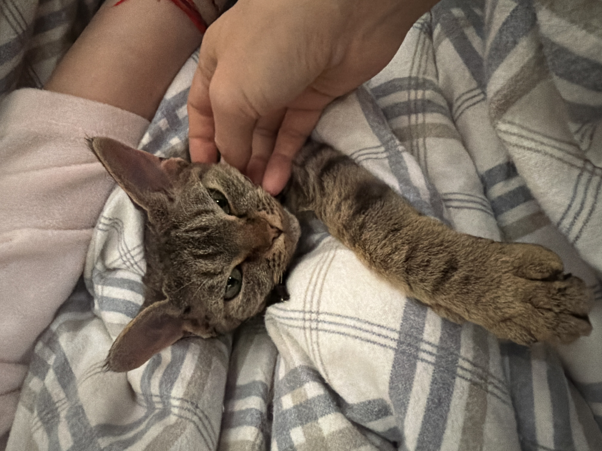 The scene depicts a domestic feline, a brown tabby cat with green eyes and a dark collar visible near its neck, partially enveloped by patterned bedding. The cat's head is visible in the upper-center, with its left front paw extended downwards into the frame. Its facial expression appears to be one of mild alertness or slight displeasure, indicated by narrowed eyes. A human hand, positioned to the right of the cat's head, is shown making contact with the cat's cheek area, suggesting a petting action. The background consists of a crumpled blanket or comforter with a plaid pattern featuring light grey, blue, and brown stripes on a white base. Part of what appears to be a light pink garment or blanket is visible in the upper right background, along with a portion of a human arm. The setting is indoors, likely a bedroom, within the city of Unknown, Unknown.