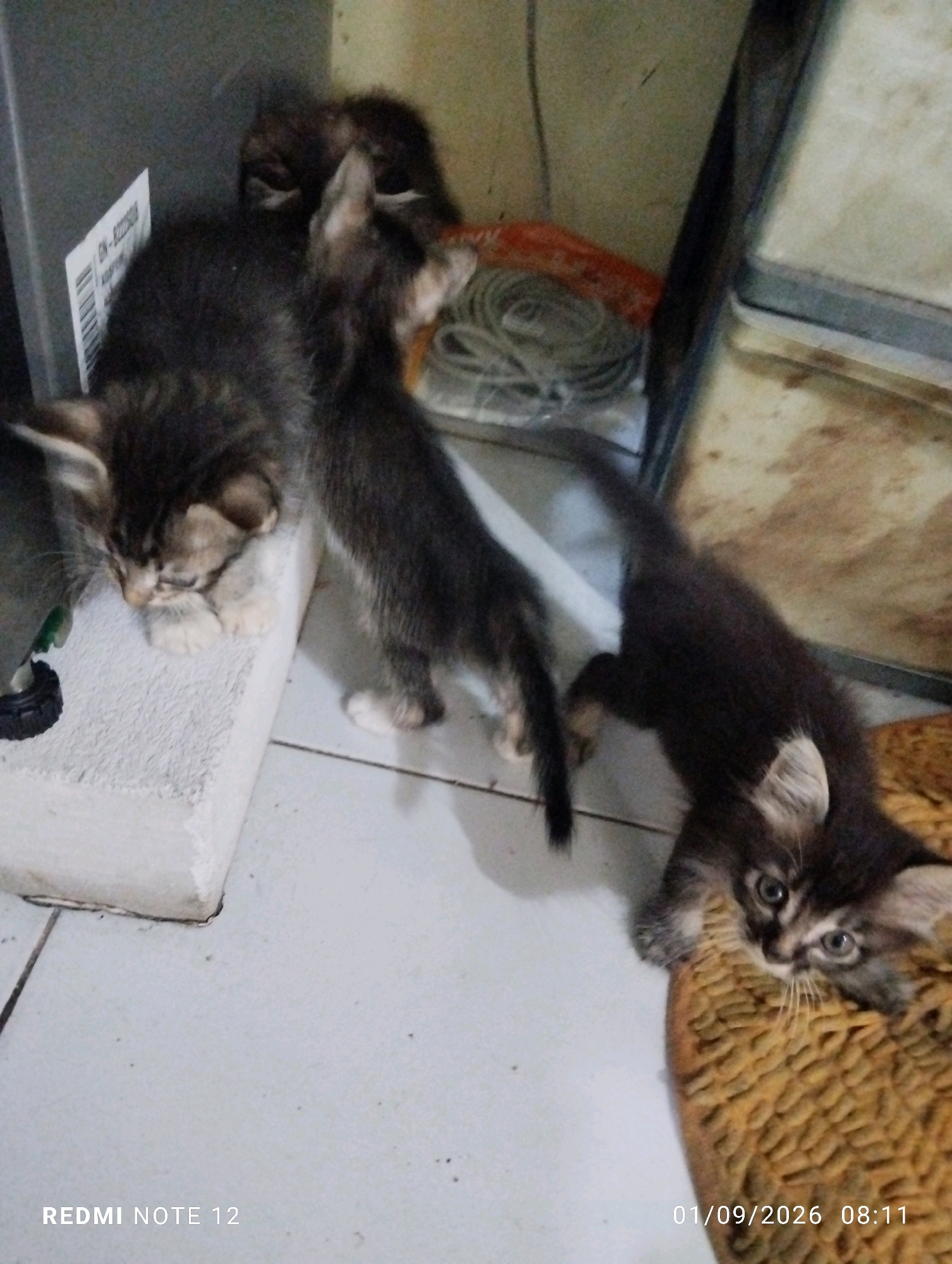 In Bekasi, Indonesia, a group of four kittens are gathered on a tiled floor. One kitten, a dark grey tabby with white paws, is lying down, resting its head on a white rectangular object. Another dark grey tabby kitten stands over it, its head obscured. A third kitten, similar in coloring, is captured in mid-stride, walking away from the viewer. The fourth kitten, a black tabby with white chest and paws, is lying on its side, looking towards the camera with wide, light blue eyes. The environment appears to be indoors, with a gray metallic object, a roll of gray wire, and a part of a glass enclosure visible in the background. The floor is tiled with a light-colored pattern.