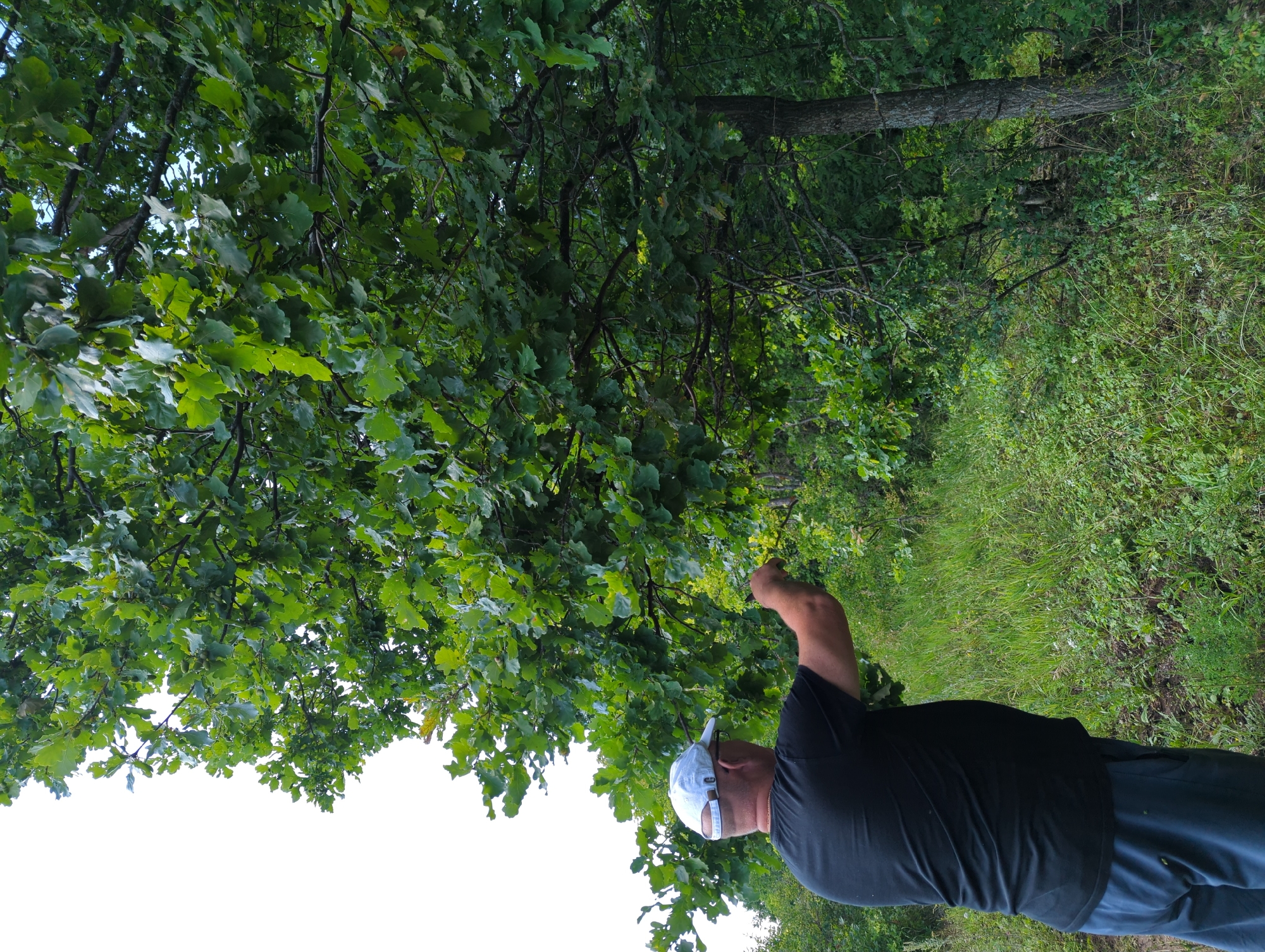 In an outdoor scene in the city of Kamskoye Ustye, Russia, a man wearing a black t-shirt, blue shorts, and a white baseball cap stands facing away from the camera, partially obscured by lush green foliage. He is positioned near a large oak tree, its branches laden with acorns, and he appears to be reaching up towards them with his right hand. The ground is covered in thick green grass and various plants. The background consists of more trees and vegetation, with a bright, overcast sky visible above. The lighting suggests it is daytime.