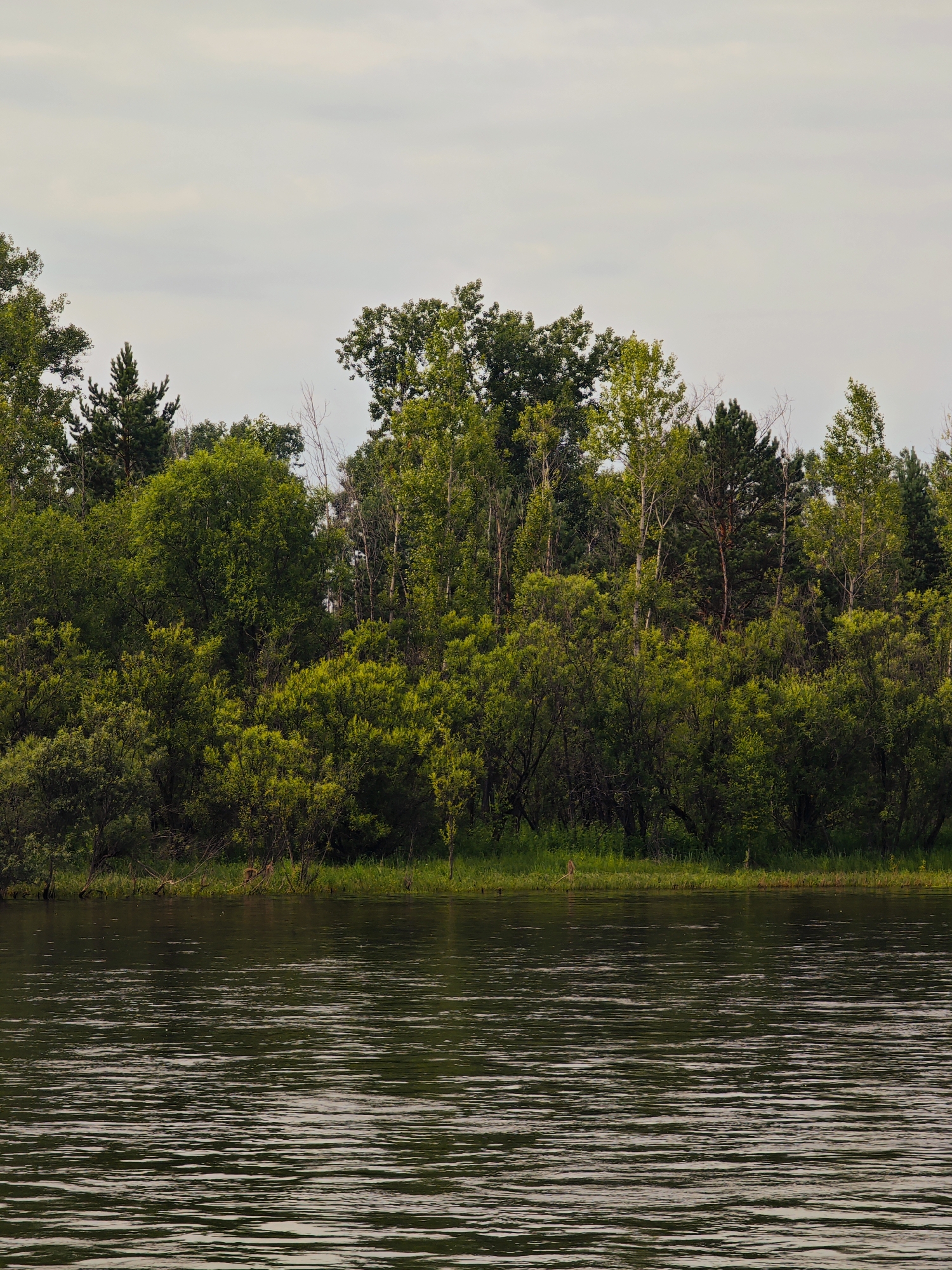 The image depicts a serene river scene with a lush, green treeline along the bank. The water is calm, with gentle ripples reflecting the overcast sky. The trees are dense and varied, featuring a mix of deciduous and coniferous species. The foreground is dominated by the water, while the middle ground is the dense forest, and the background is the sky. There are no visible people or animals in the frame. The setting appears to be natural and undeveloped. The location is identified as the city of Sosnovoborsk, Russia, though specific landmarks within the city are not discernible from the image.