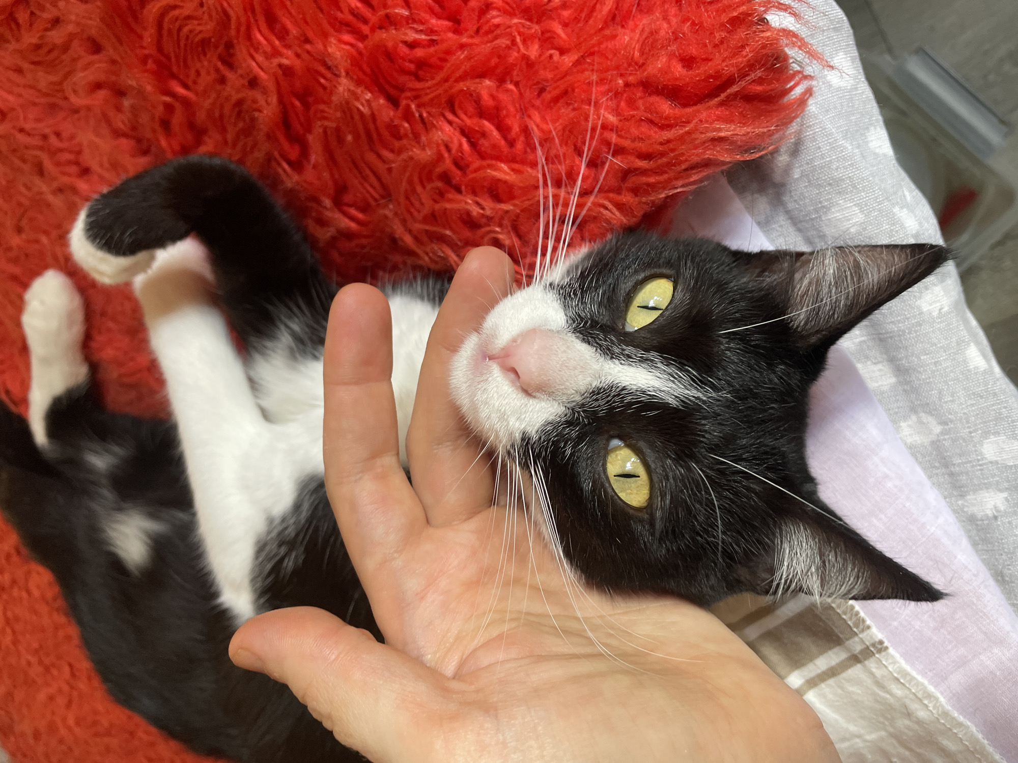 A black and white cat with yellow eyes is lying on its back, being petted by a person's hand. The cat is resting on a red, fluffy surface, and a patterned fabric is visible beneath it. The background is blurred but suggests an indoor setting. The lighting is soft, indicating it could be daytime. The cat appears relaxed and content, with its eyes half-closed. The scene conveys a sense of affection and comfort between the person and the animal. No visible text is present. The location is identified as Tbilisi, Georgia.