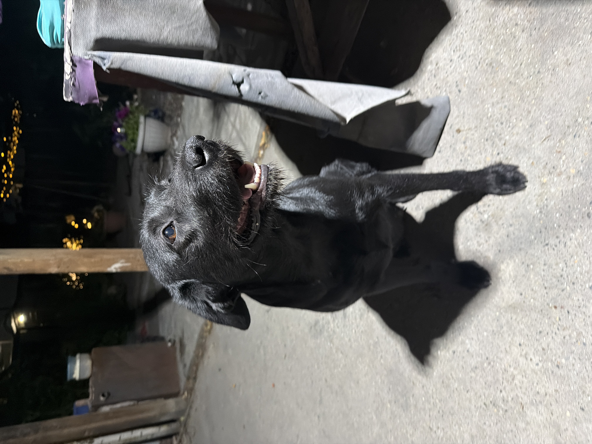 A black dog is sitting on a concrete surface outdoors at night. The dog is facing forward and slightly to the left, with its mouth slightly open. The background is dark with some blurred lights and a wooden post. A table with a draped cloth is to the right of the dog. The image appears to be taken in Semey, Kazakhstan, though no specific landmarks are visible.