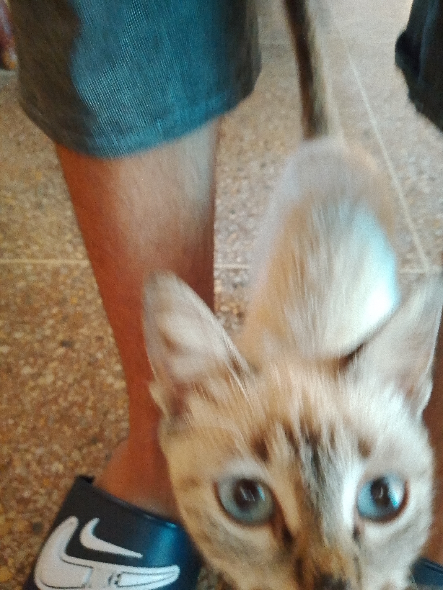 A close-up, slightly blurry, waist-up shot shows a Siamese cat with striking blue eyes looking directly at the camera. The cat is light-colored with brown markings on its face and ears. It appears to be walking towards the viewer on a speckled brown floor. In the foreground, a dark blue Nike sandal with a white Nike logo is visible on the left side of the frame. To the left of the cat, a person's legs are visible, clad in textured grey shorts. The environment appears to be indoors, with a tiled floor and a wall or other vertical surface in the background. The image quality suggests it was taken with a mobile phone camera. This scene is consistent with an outdoor or indoor domestic setting in Santa Ana, Venezuela.