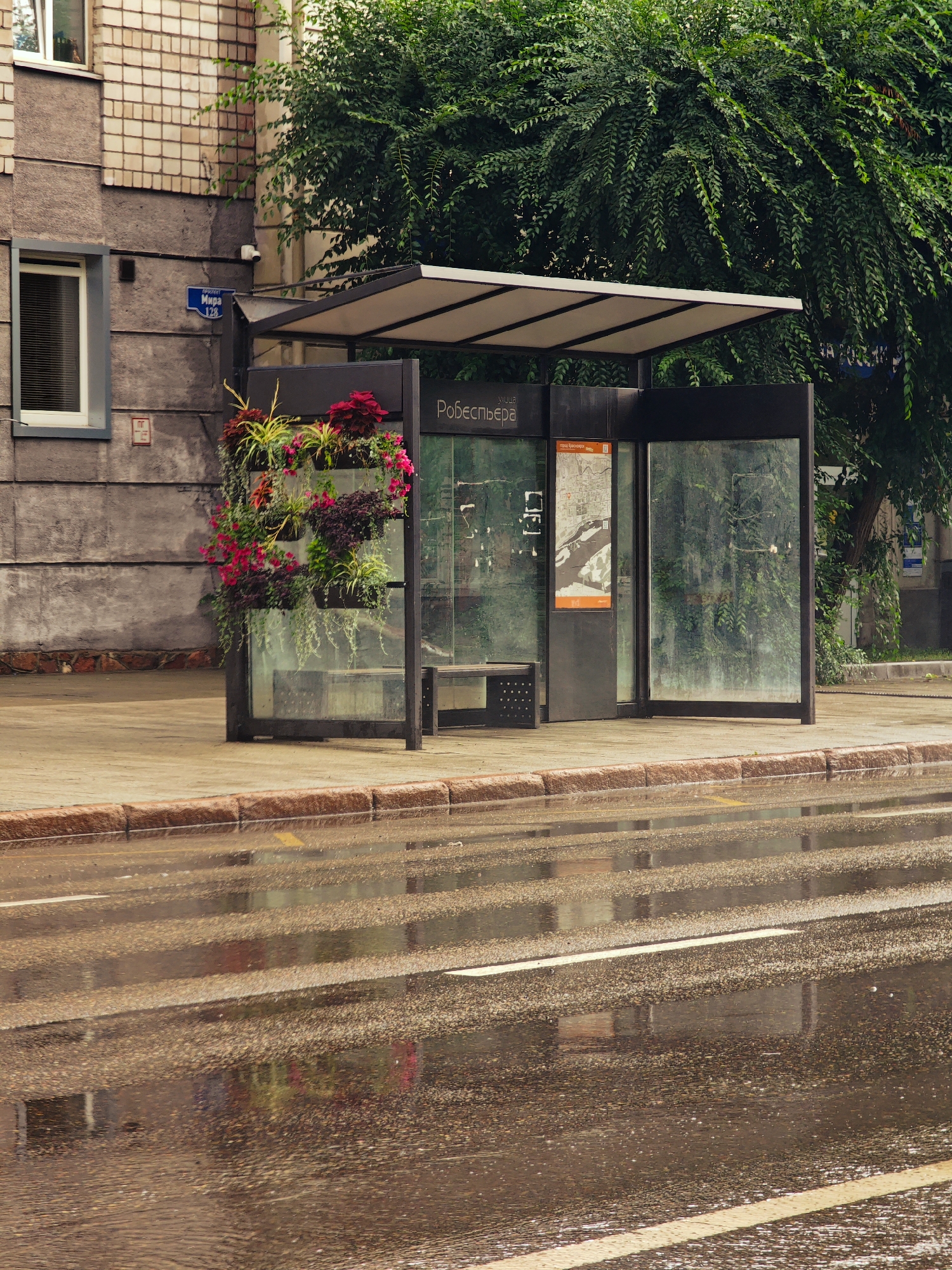 An outdoor shot captures a bus stop in Krasnoyarsk, Russia, on a wet day. The bus stop shelter is made of glass and metal, with a white roof. It is adorned with a vertical planter filled with lush green plants and vibrant pink and red flowers. A sign on the building behind the bus stop indicates "улица Мира 128" (Mira Street 128). The street in front of the bus stop is wet and reflects the surroundings. The building to the left of the bus stop is constructed with brick and concrete. A large tree with dense green foliage is situated behind the bus stop. No people are visible in the image.