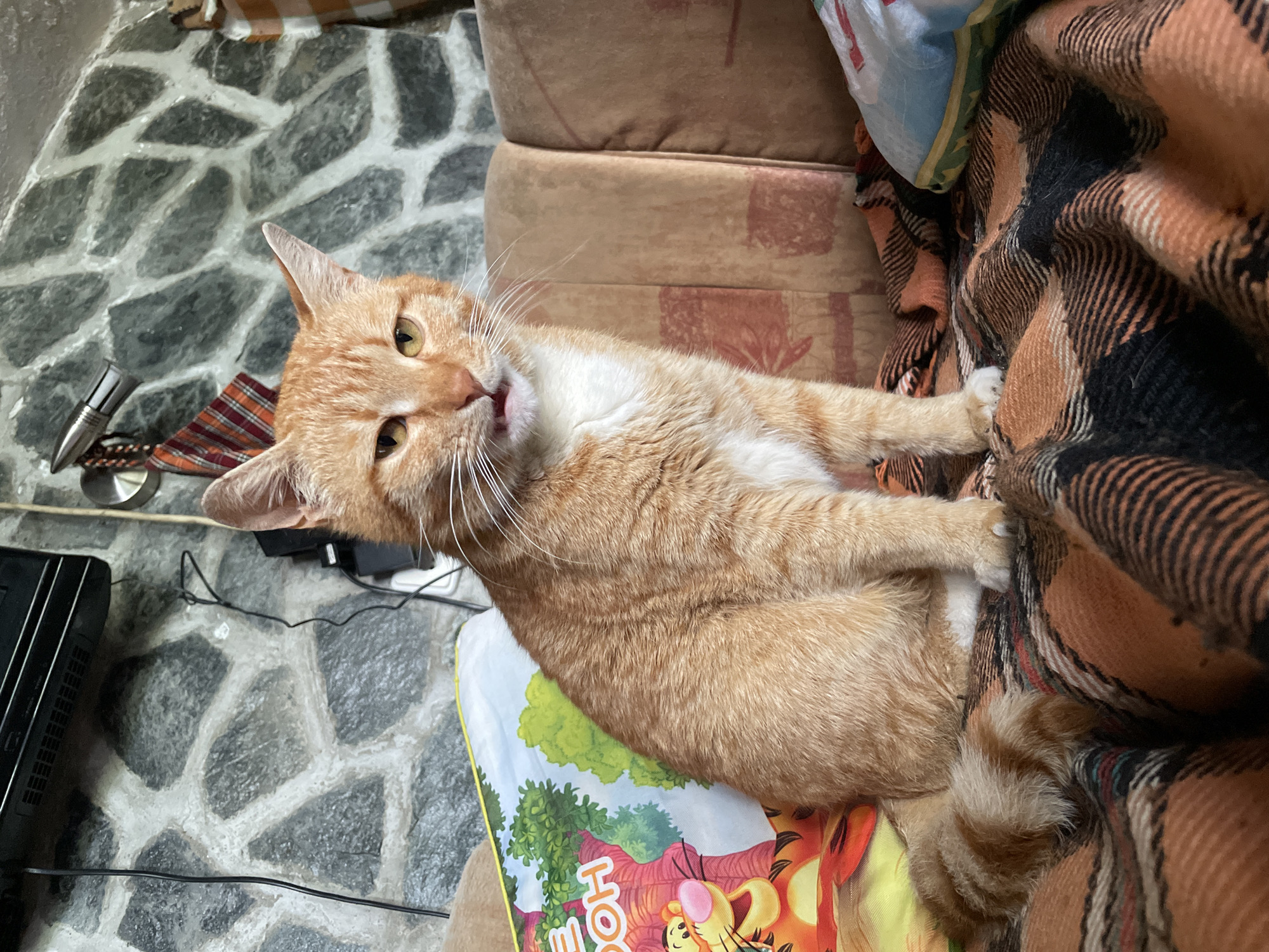 An orange tabby cat with white chest and paws lies on a brown plaid blanket. The cat's head is turned slightly to the left with its mouth open. Underneath the cat is a multi-colored children's blanket with an image of Tigger on it. The cat is partially on a brown upholstered sofa. In the background, is a stone-patterned floor with a black box and electrical cords. The location is unknown and there is no indication that it is in Zlatograd, Bulgaria.