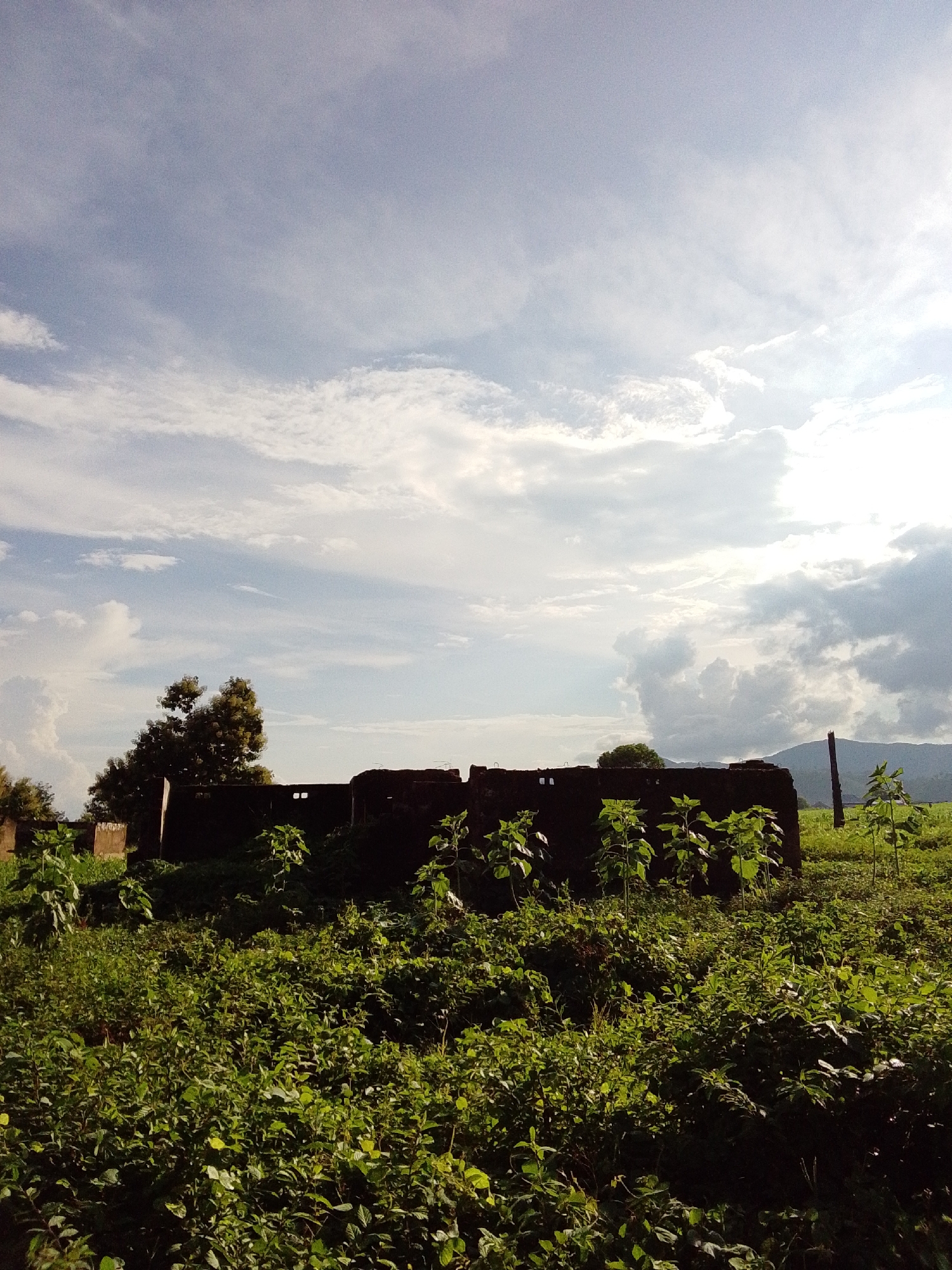 The image shows a wide shot of a rural landscape in Serti, Nigeria. In the foreground, lush green vegetation dominates the scene, with various plants and small trees covering the ground. In the mid-ground, a dark, weathered structure resembling a partially ruined building stands prominently. This structure has several openings, possibly windows or doorways, and appears to be constructed from dark bricks or stone. Some young plants, possibly sunflowers, are growing in front of and around the building. To the left of the building, a tall tree with dark foliage is visible. In the background, rolling hills are shrouded in a light mist, and the sky is filled with a mix of white and grey clouds, with sunlight breaking through in the upper right portion of the frame. The overall impression is one of a serene, overgrown, and somewhat melancholic outdoor environment.