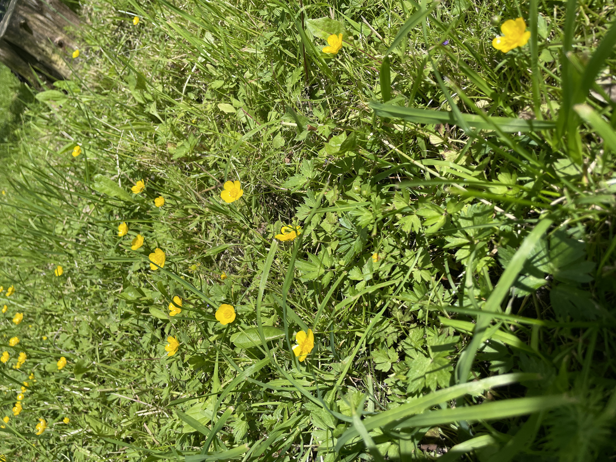 A close-up, eye-level shot captures a field of bright yellow buttercups dotted among lush green grass. The scene is bathed in natural sunlight, creating a vibrant and cheerful atmosphere. The buttercups, with their glossy petals, stand out against the varied textures of the grass. Some blades of grass are tall and sharp, while others are softer and more feathery. The ground beneath appears uneven, suggesting a natural or slightly untamed environment. In the upper right corner, the weathered edge of a wooden post or stump is partially visible, hinting at the possibility of this being a park, garden, or a more rural setting within Tallinn, Estonia. There are no people or animals present in the frame.